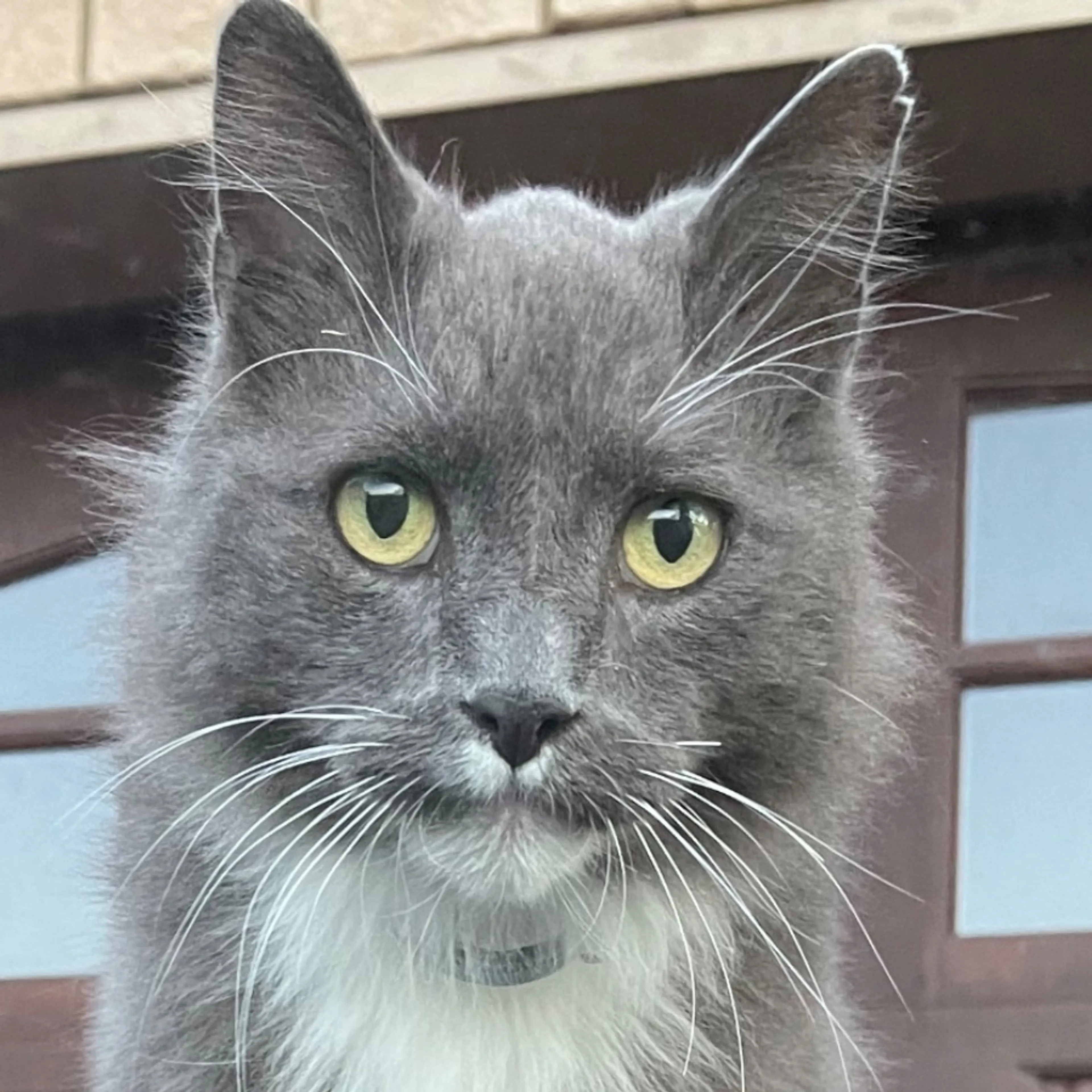 Lost pet