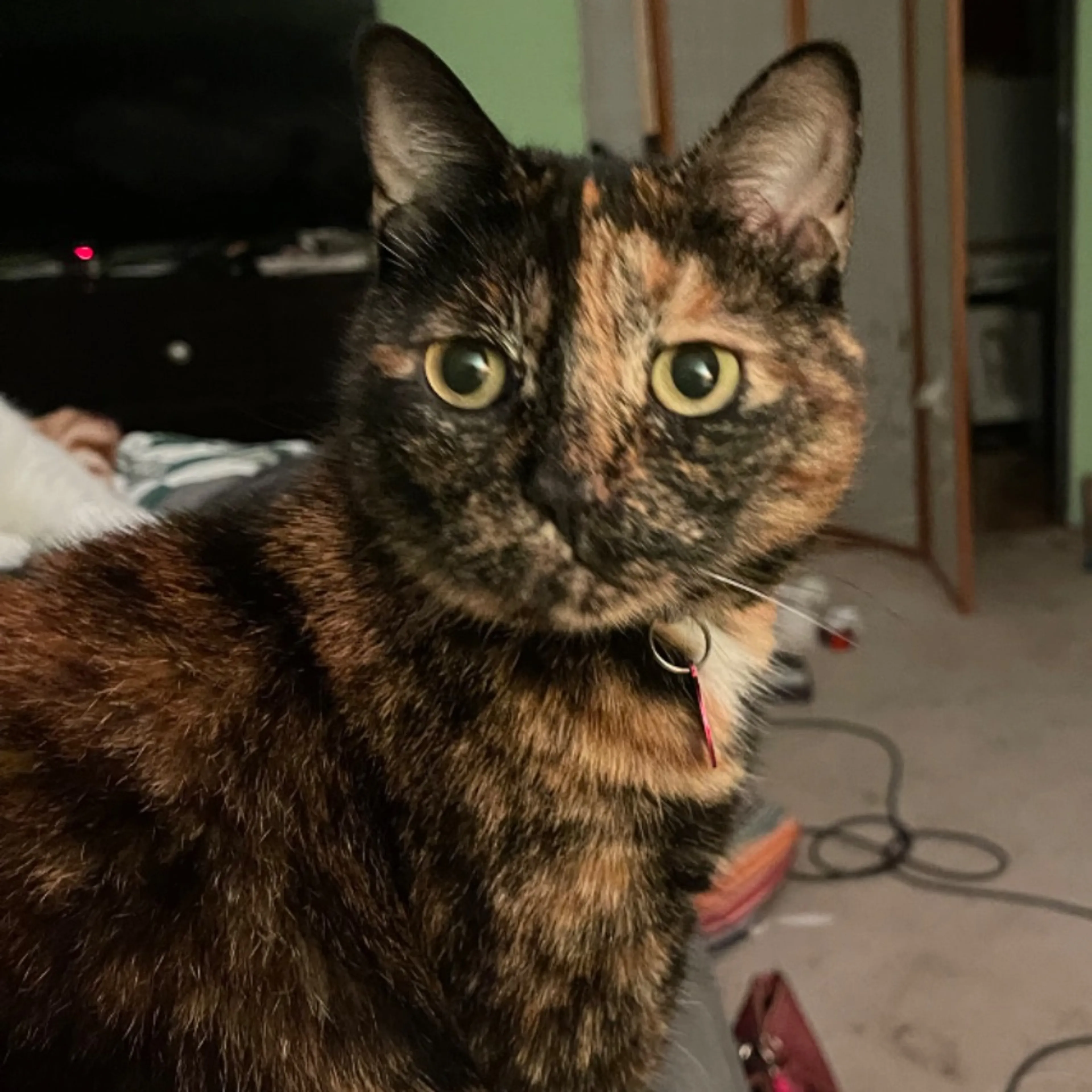 Lost pet