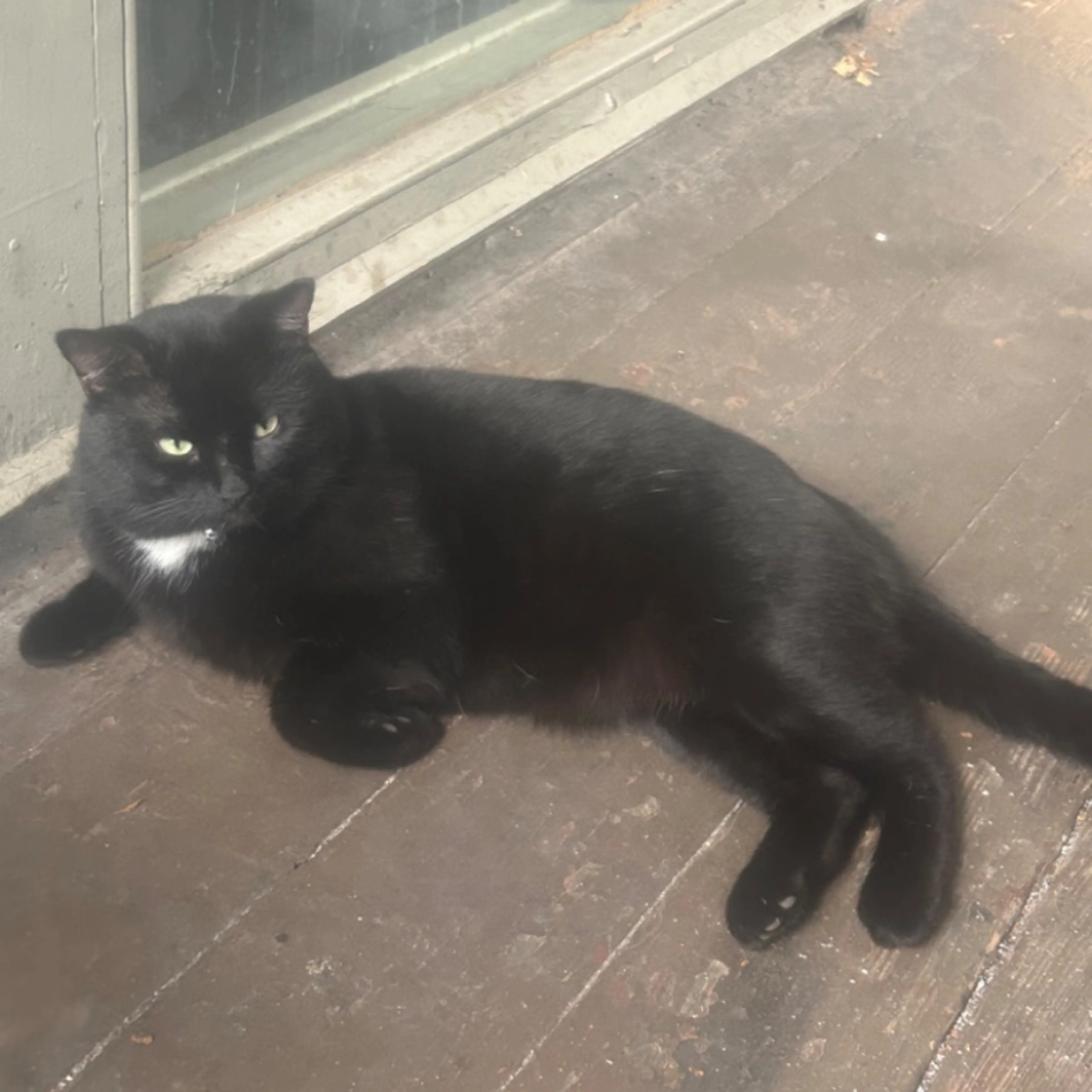 Lost pet-0
