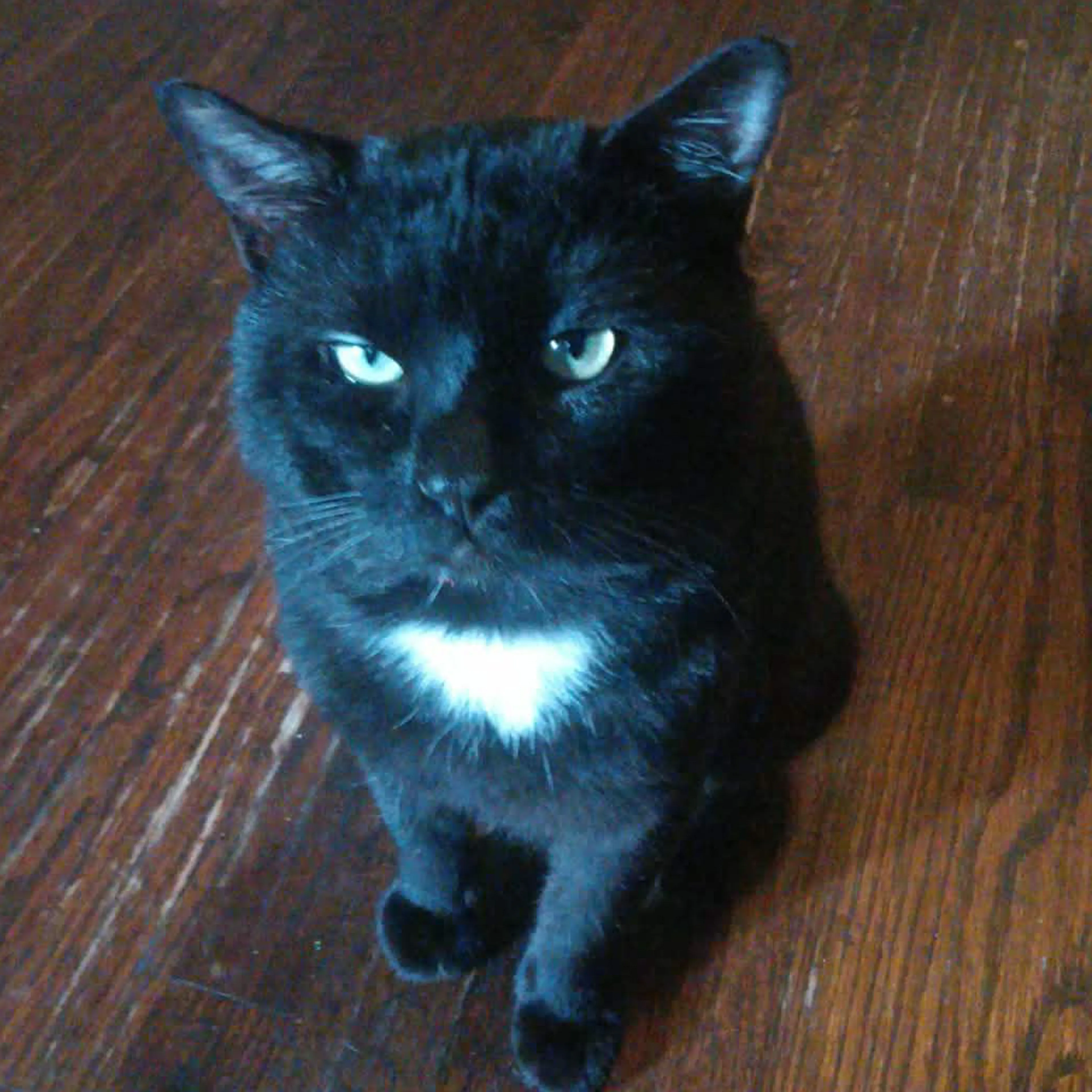 Lost pet-1