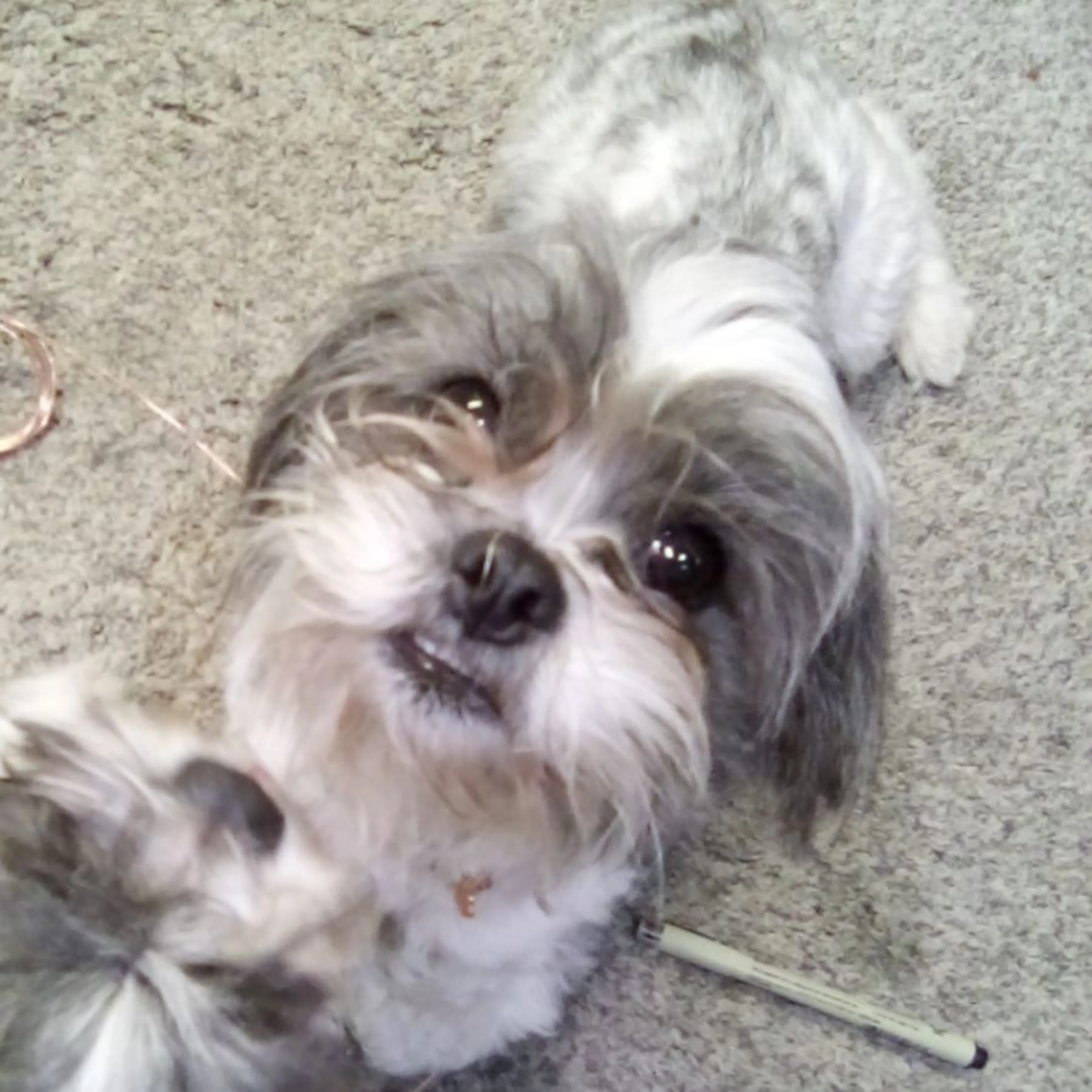 Lost pet