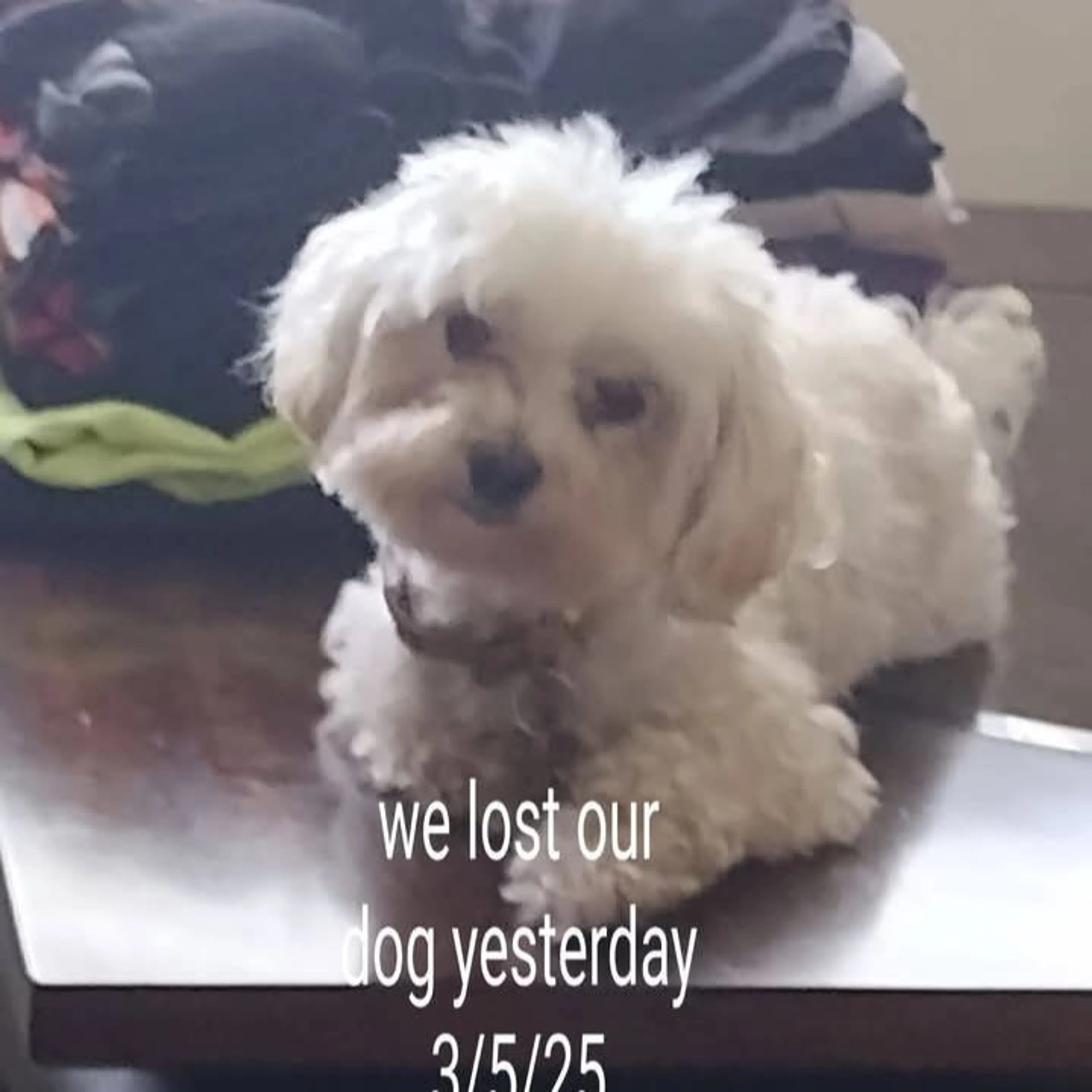 Lost pet