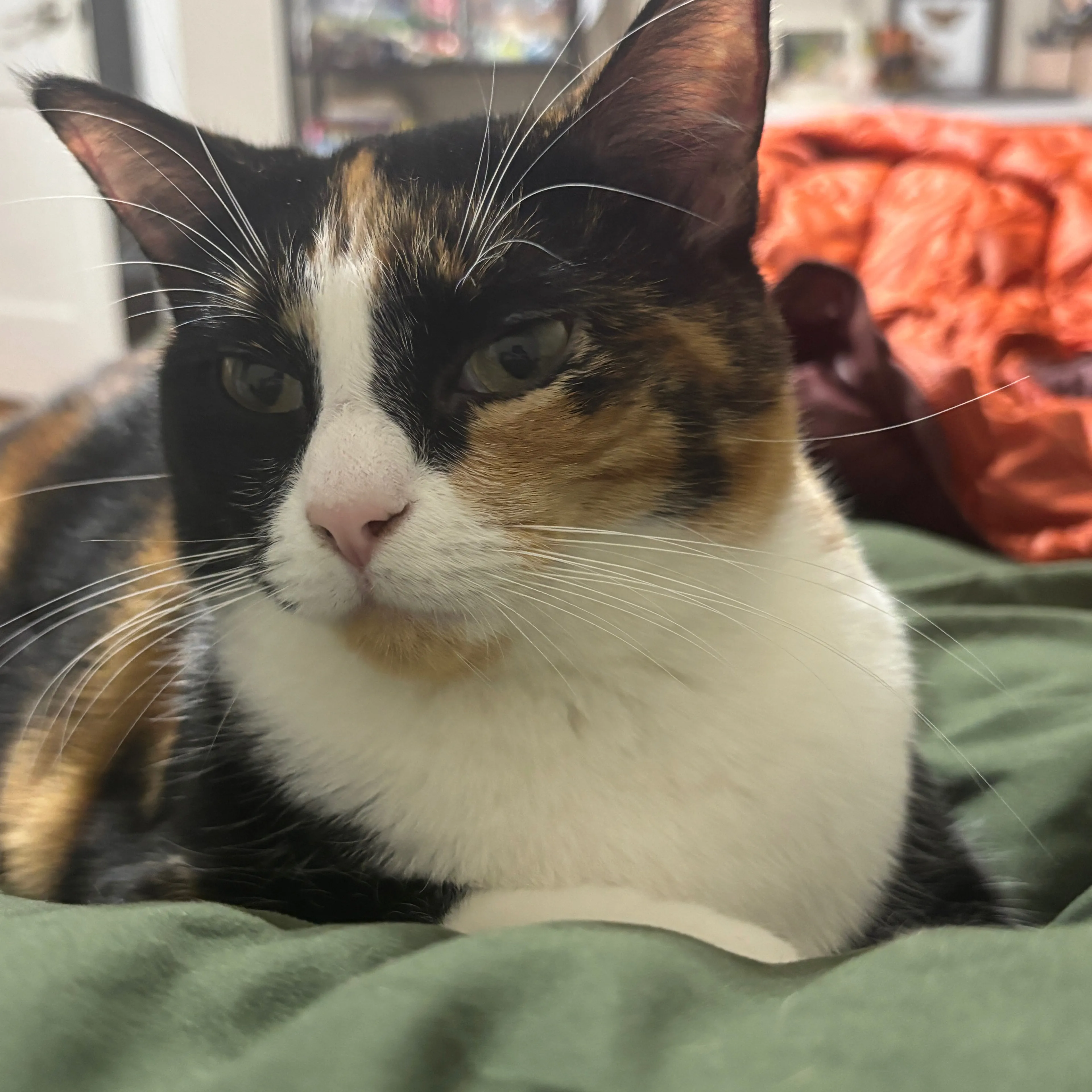 Lost pet-2