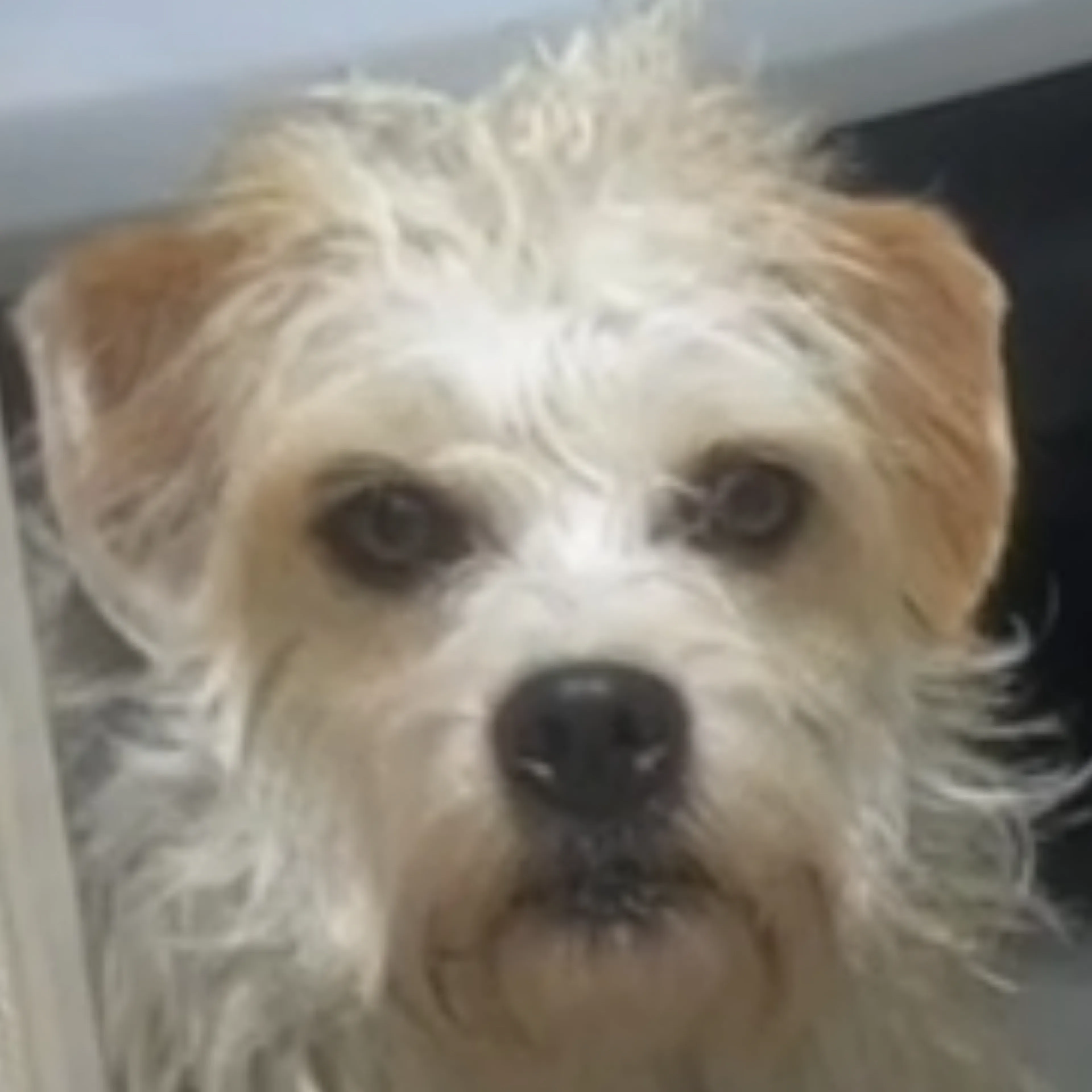 Lost pet-0