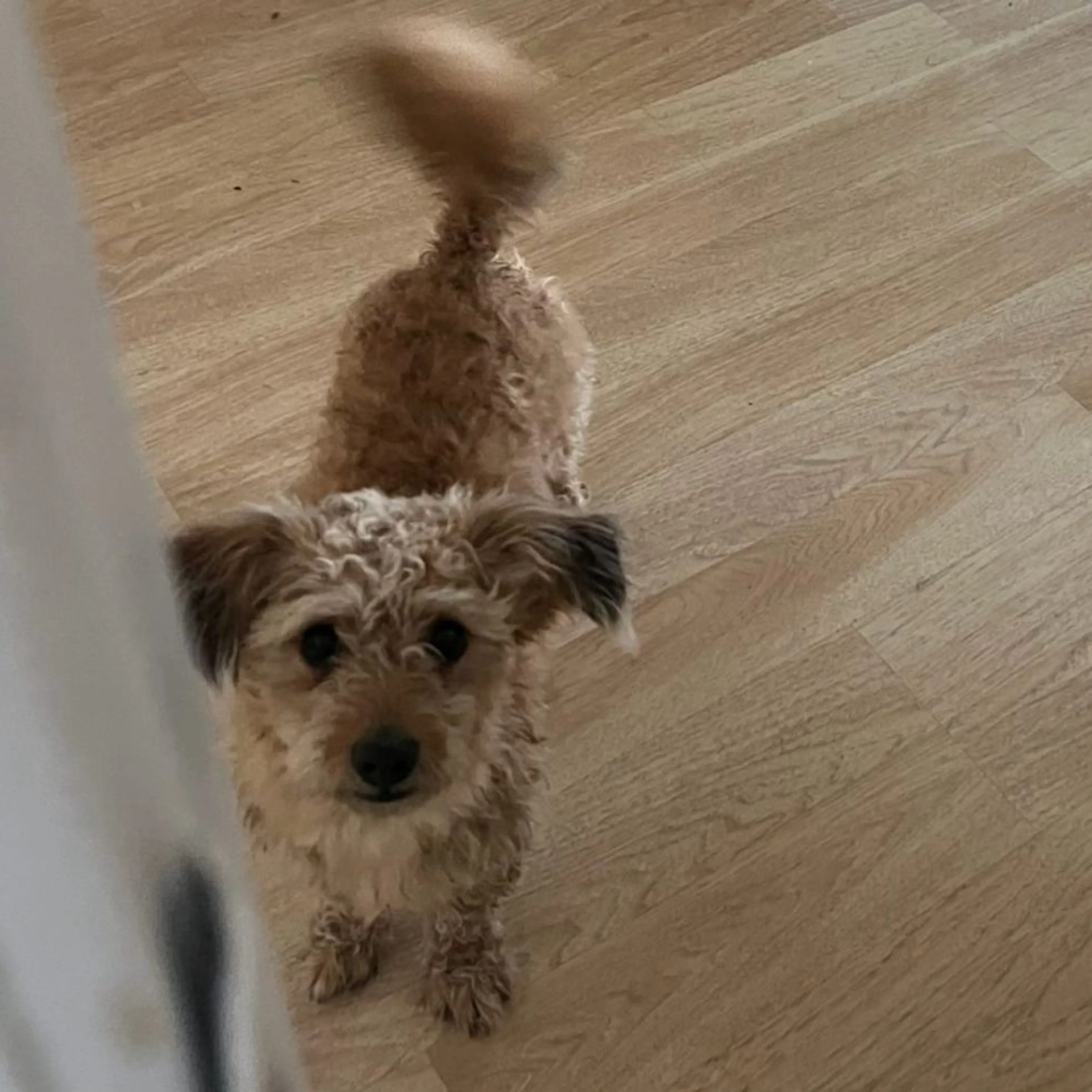 Lost pet
