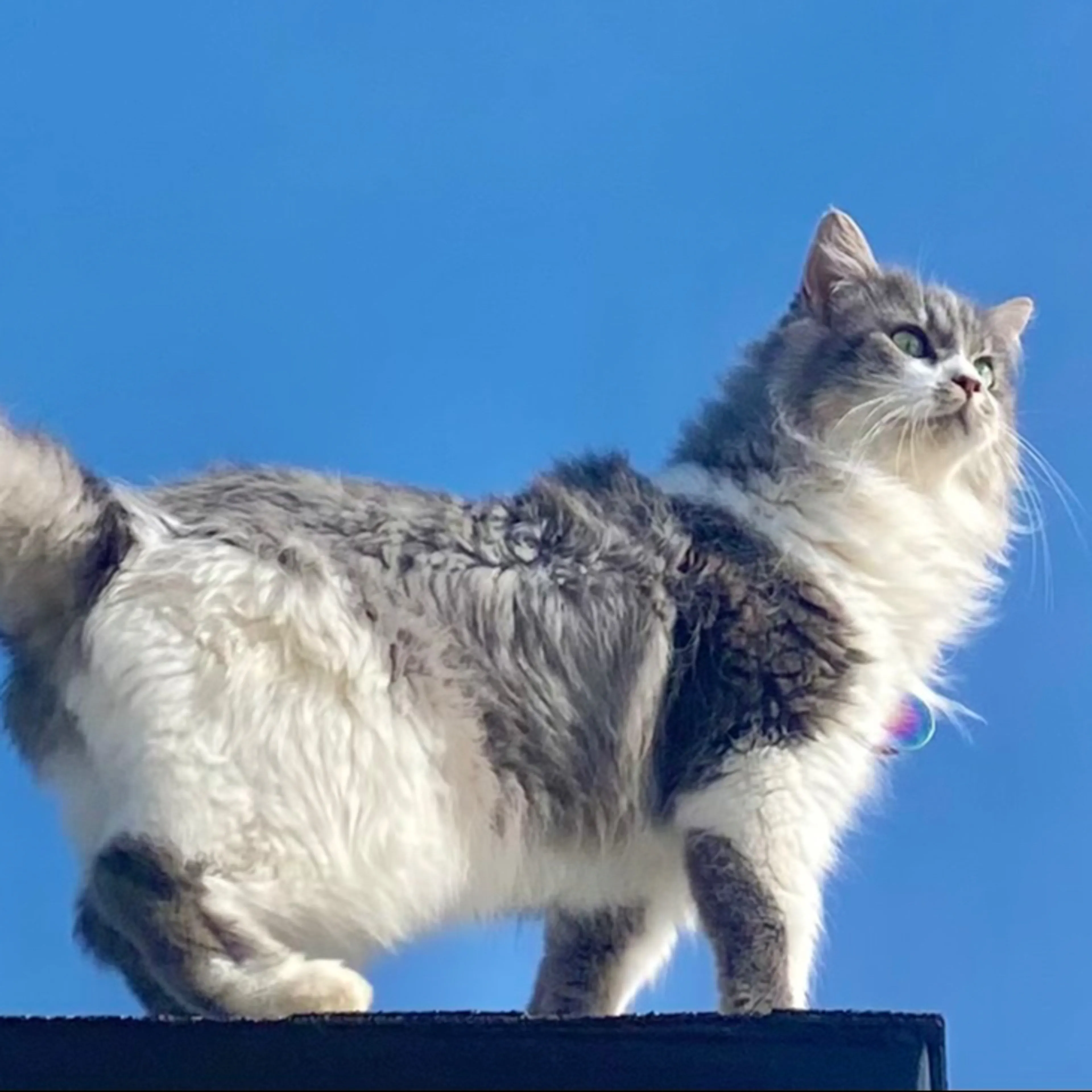 Lost pet-3