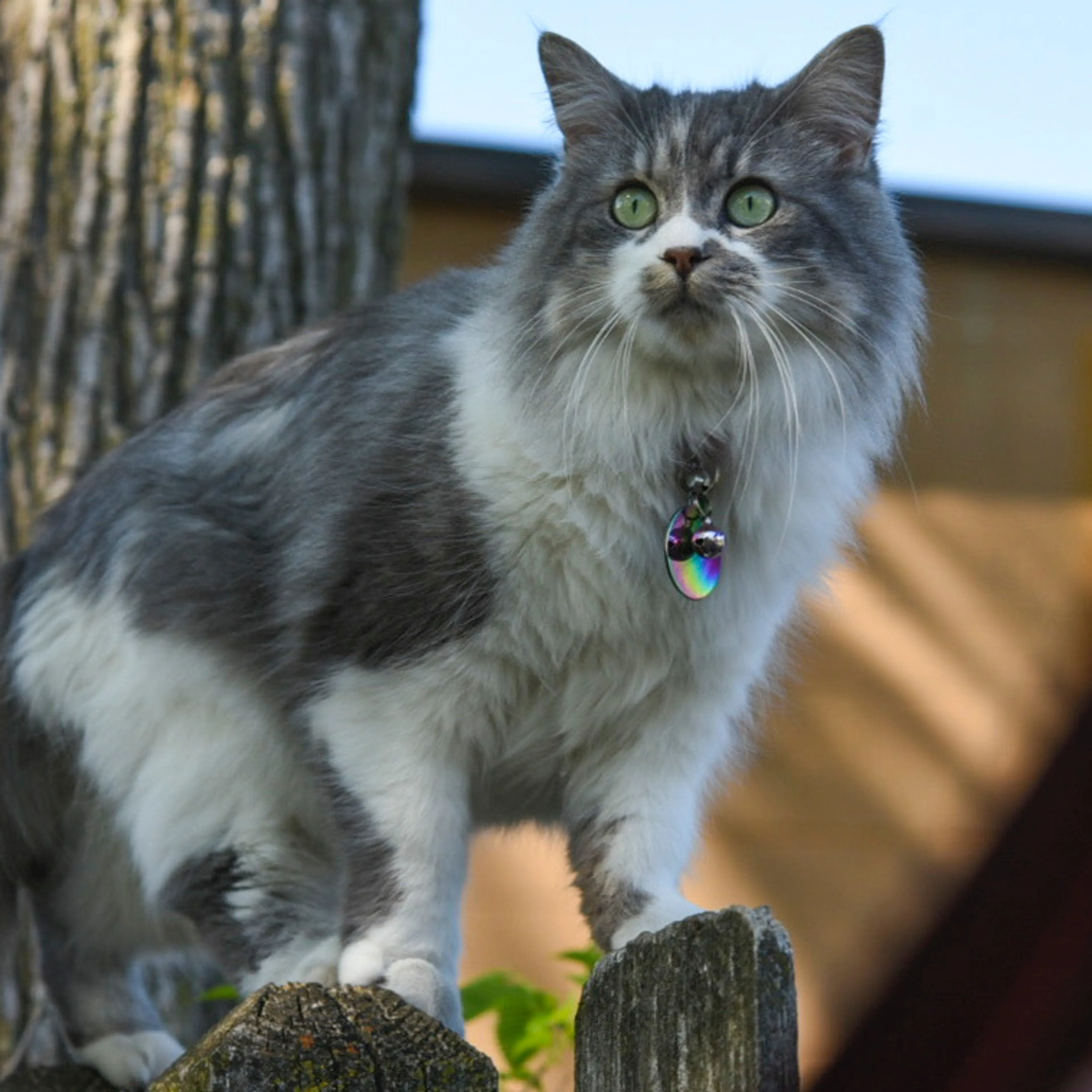 Lost pet-1