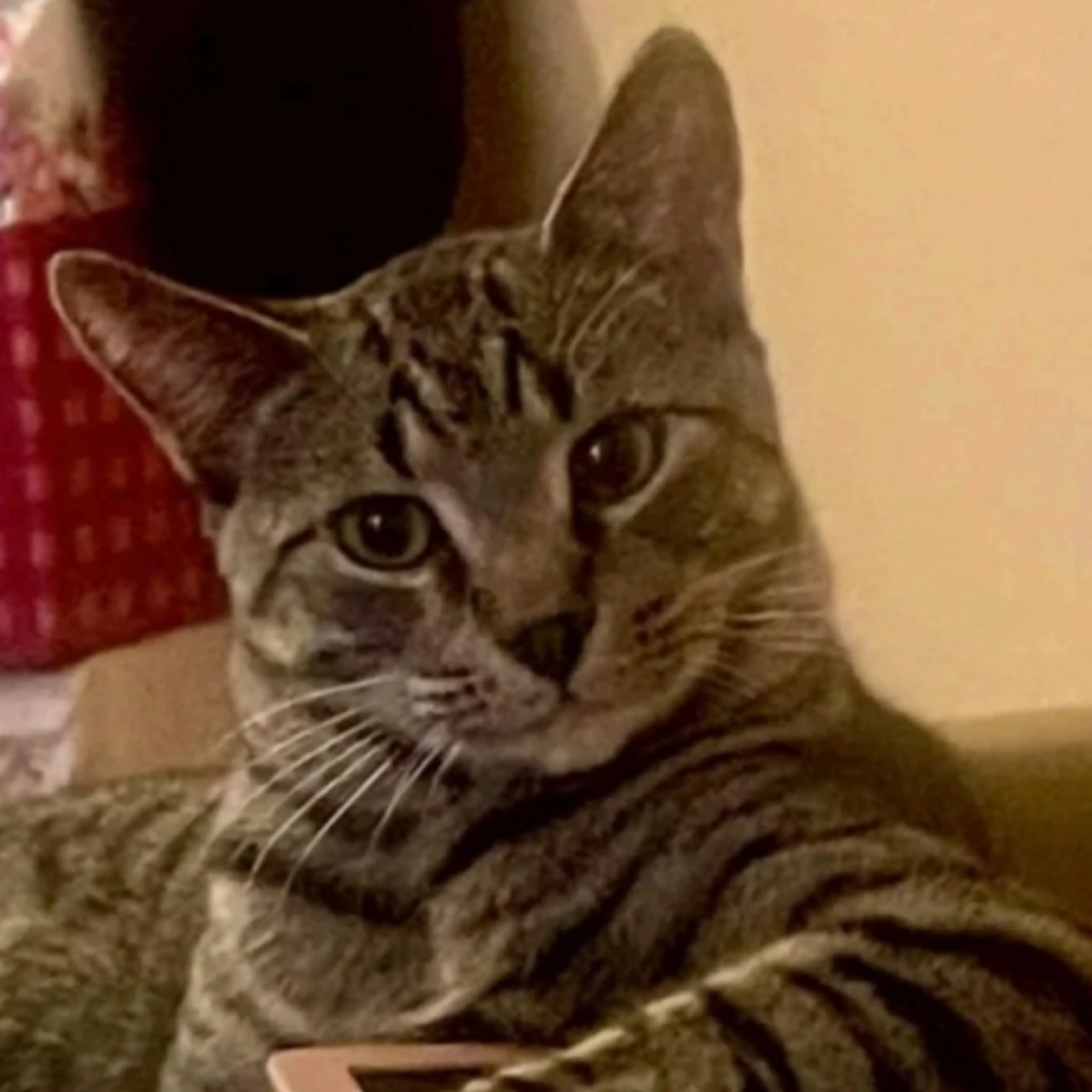 Lost pet-2
