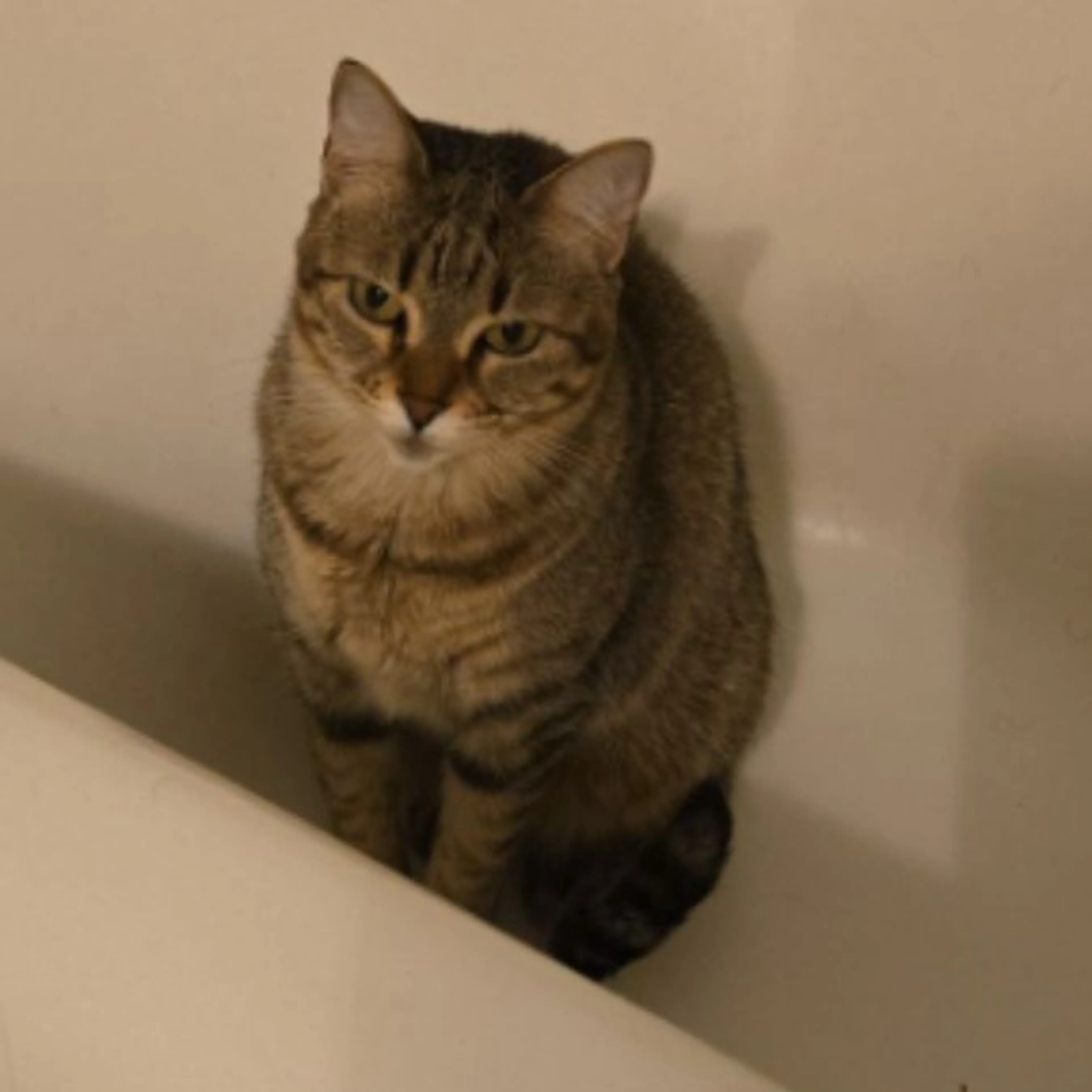 Lost pet