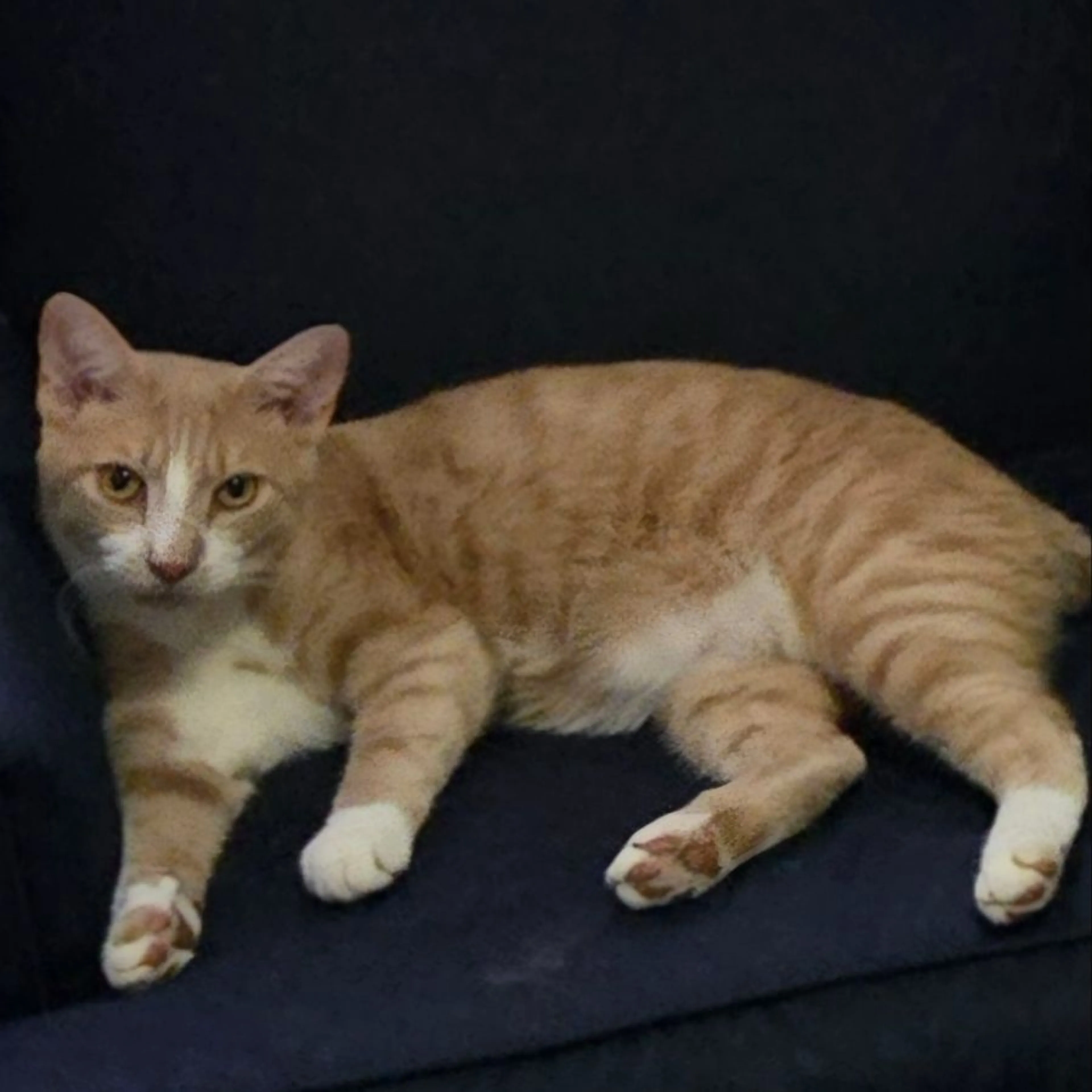 Lost pet