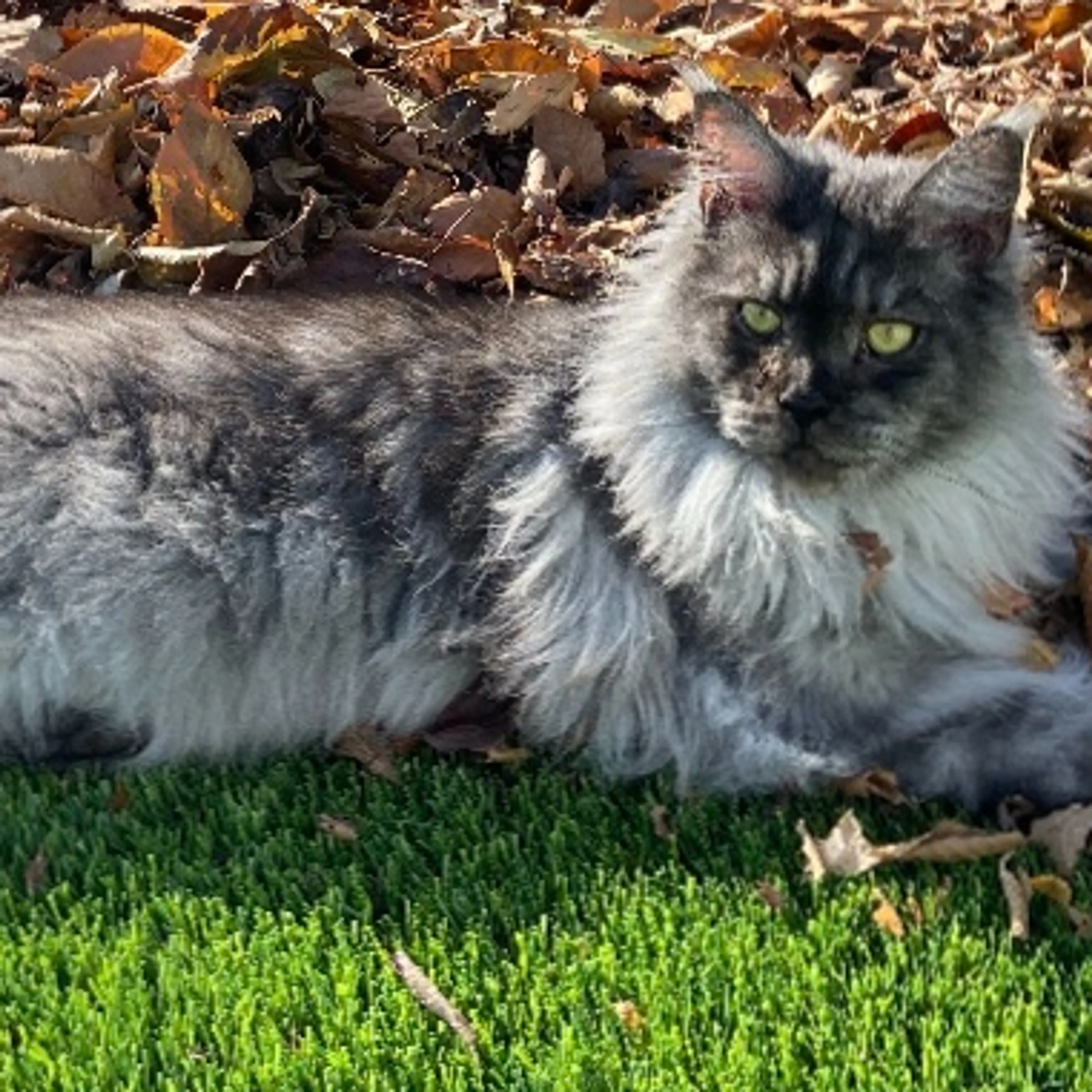 Lost pet-2