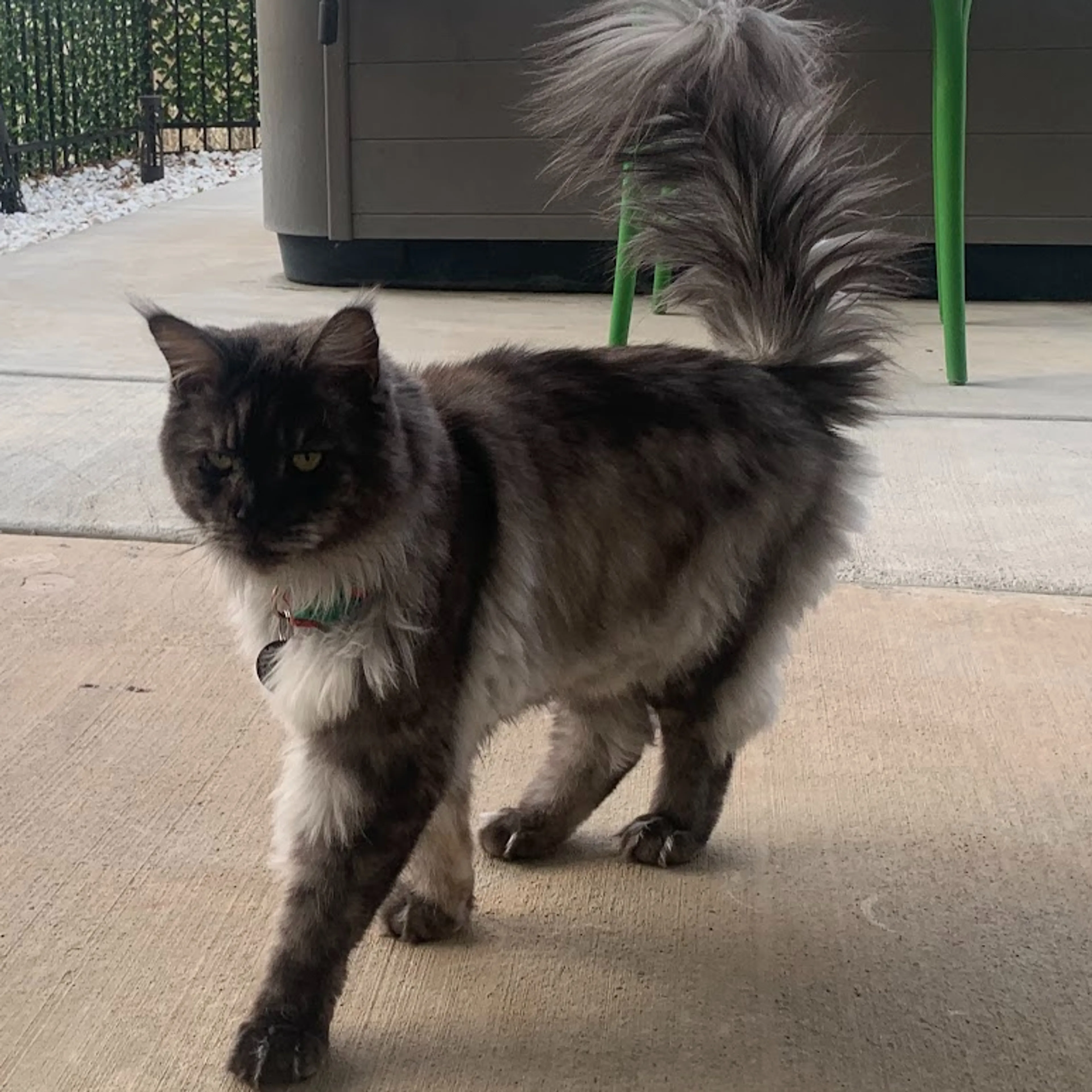 Lost pet-1