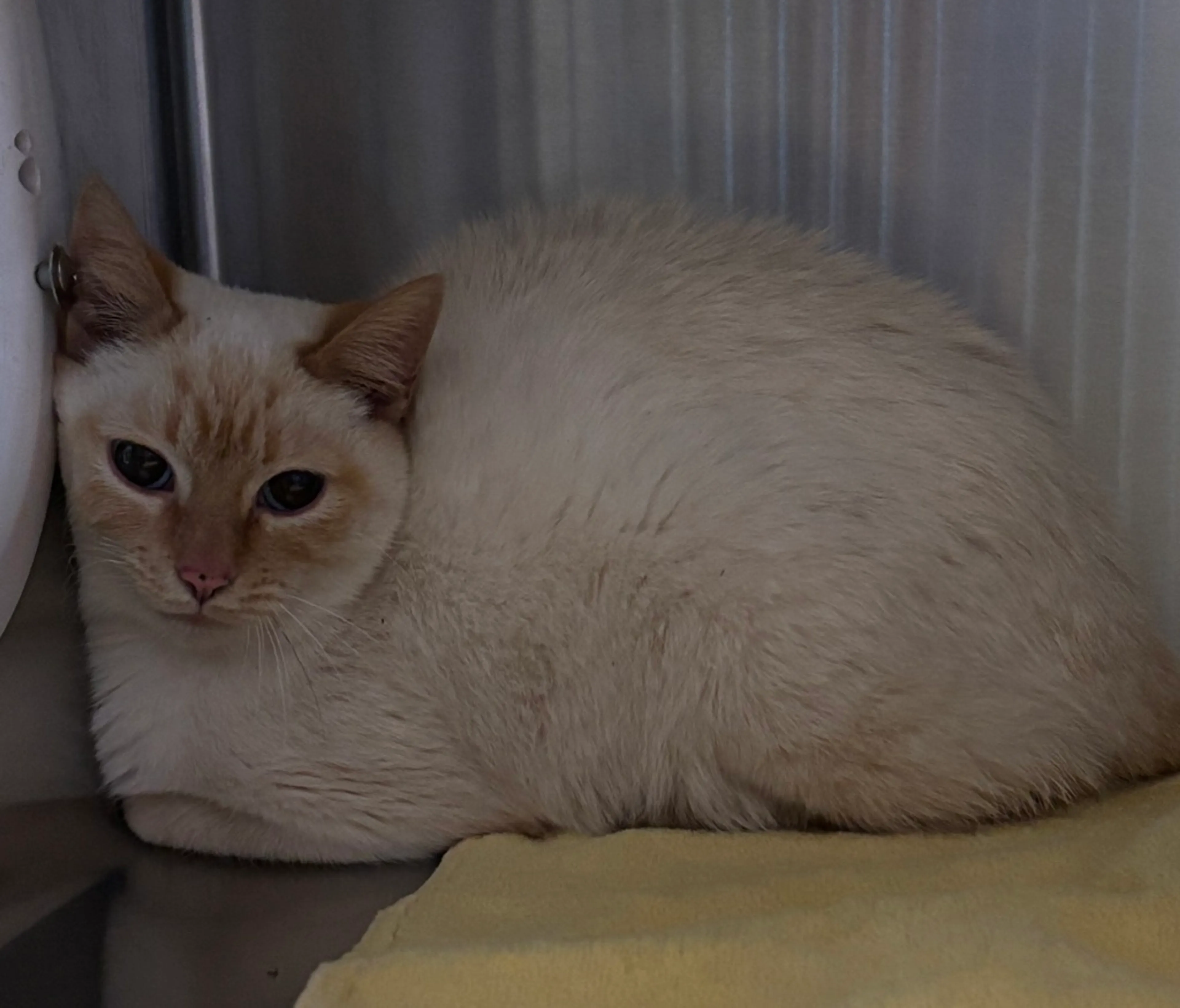 Found pet-2