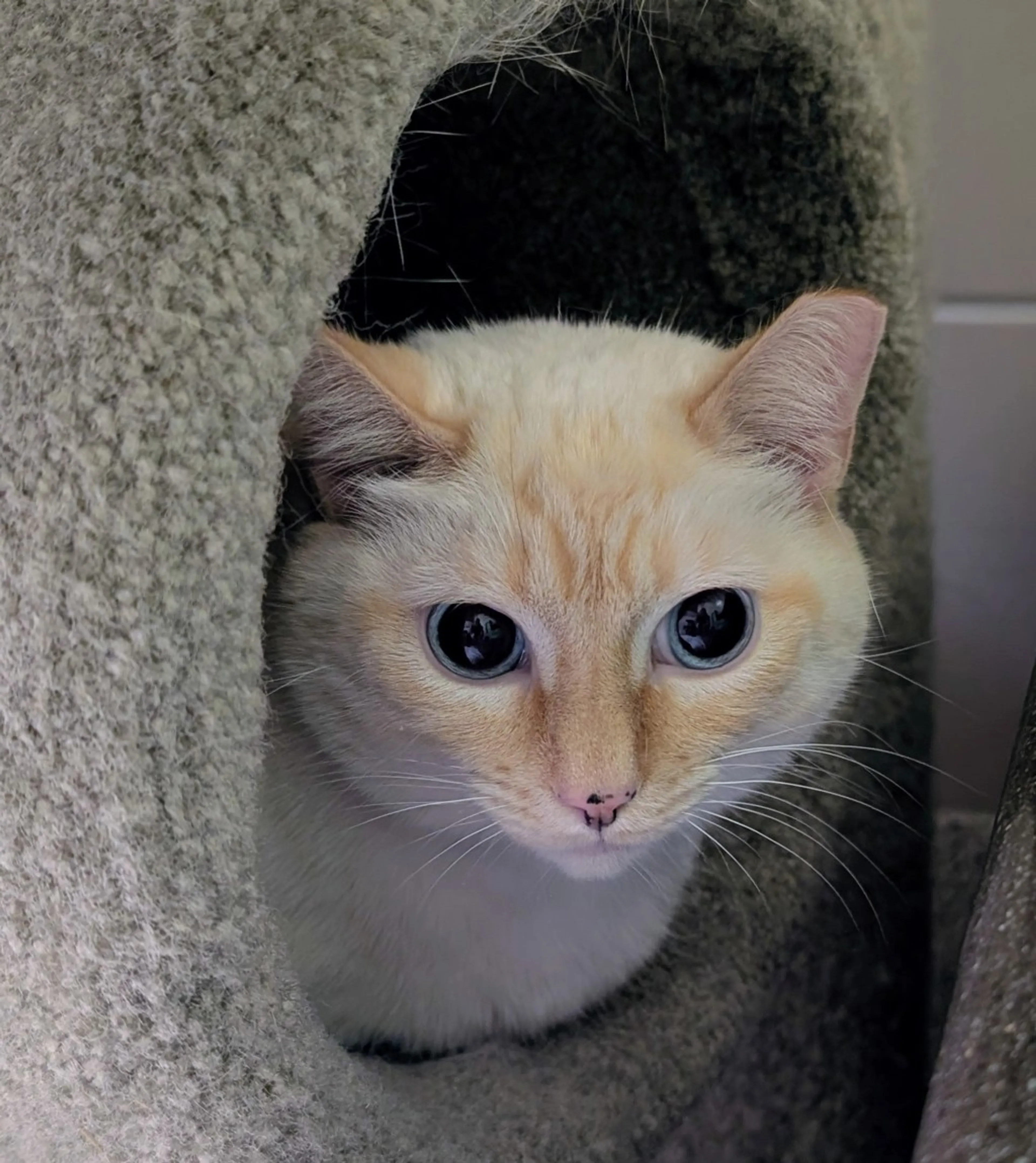 Found pet-1