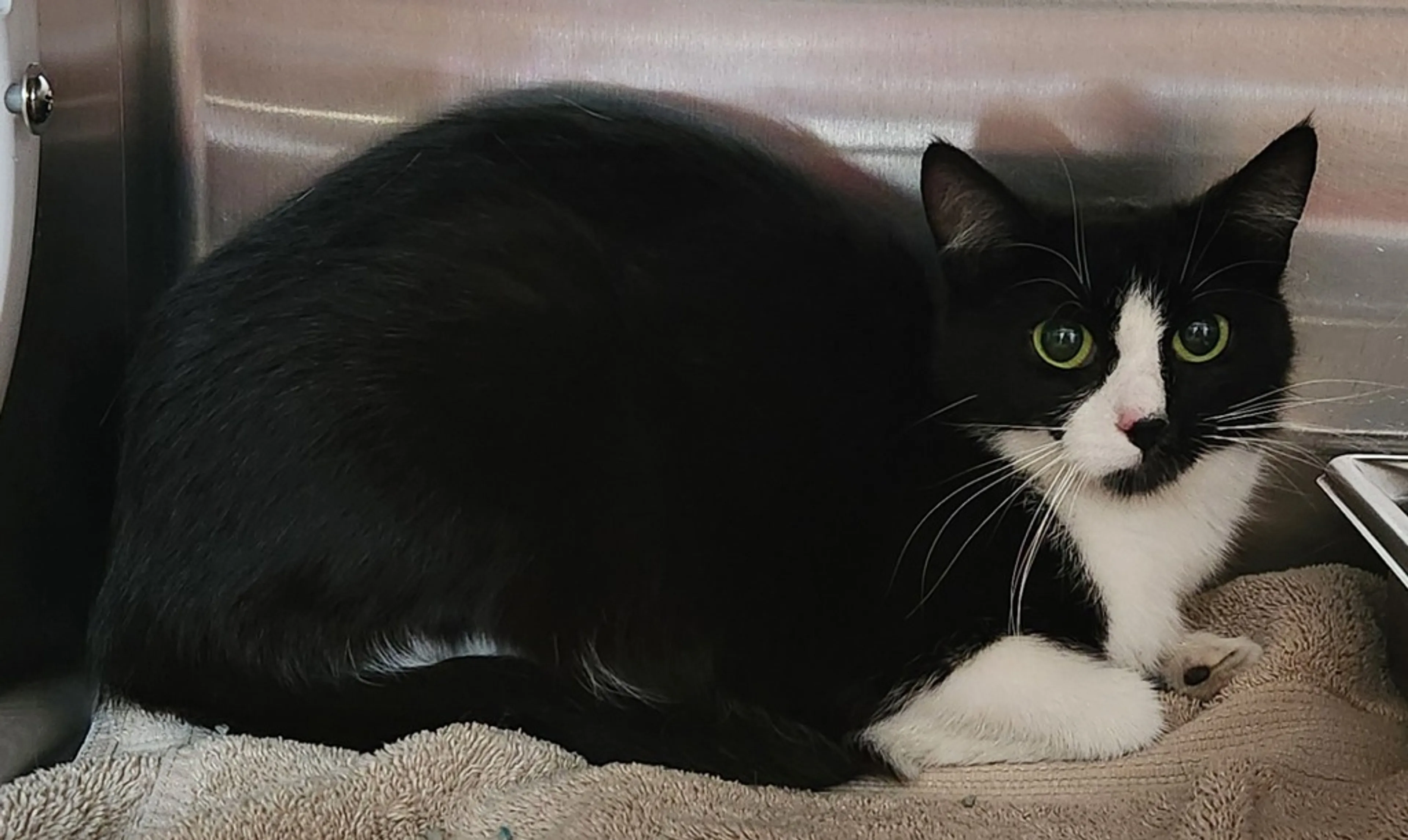 Found pet-2