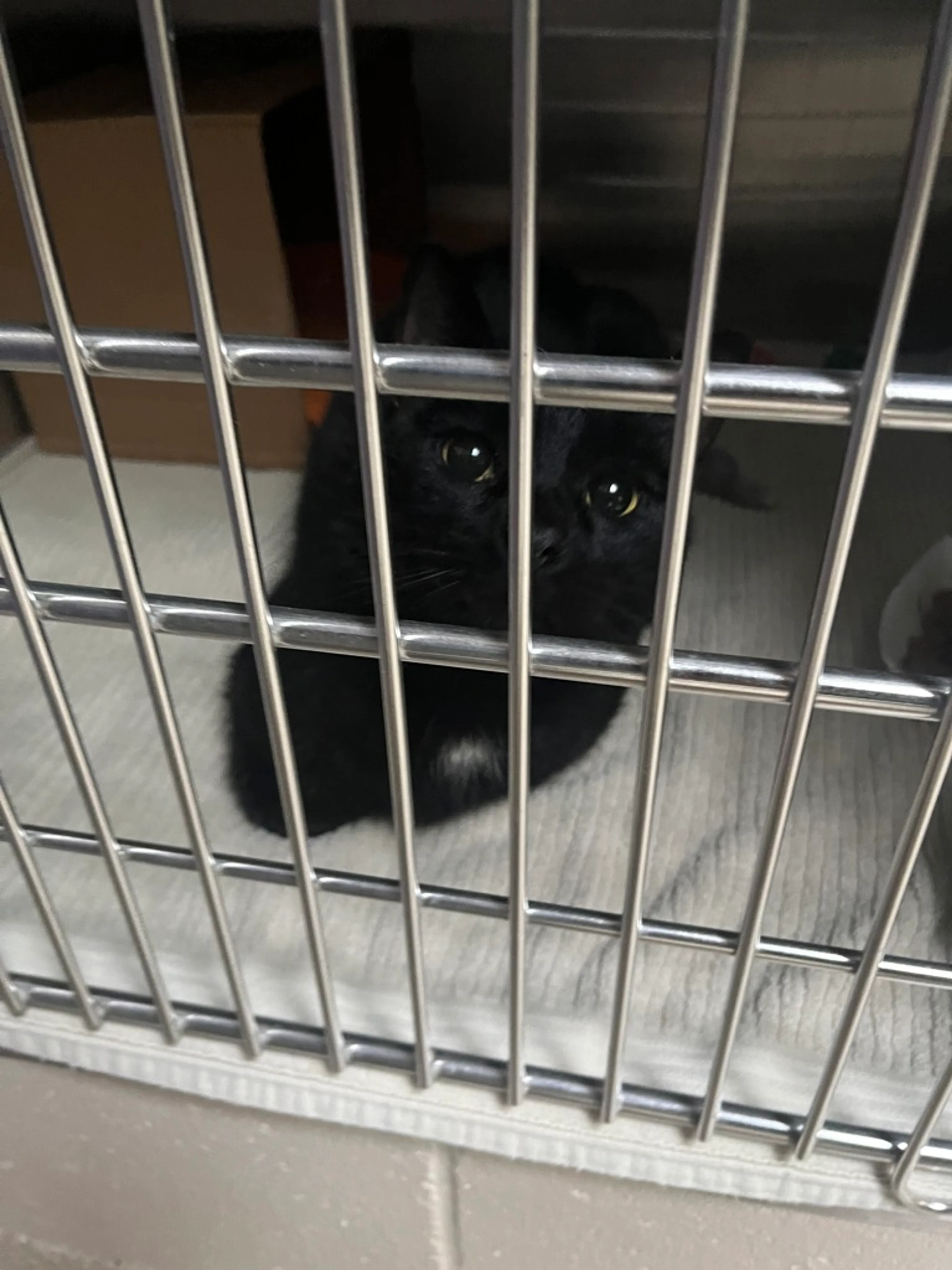 Found pet-2