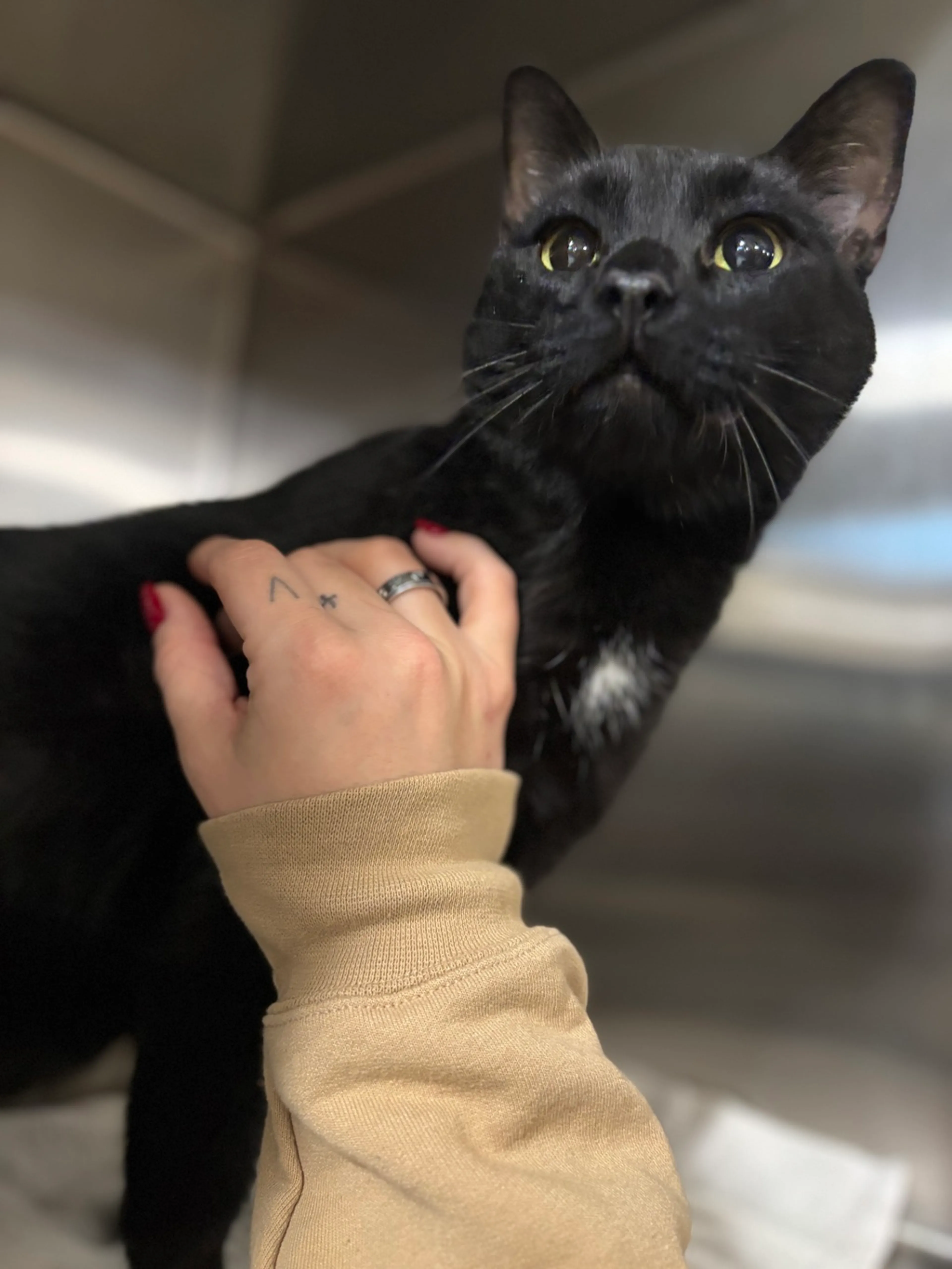 Found pet-1