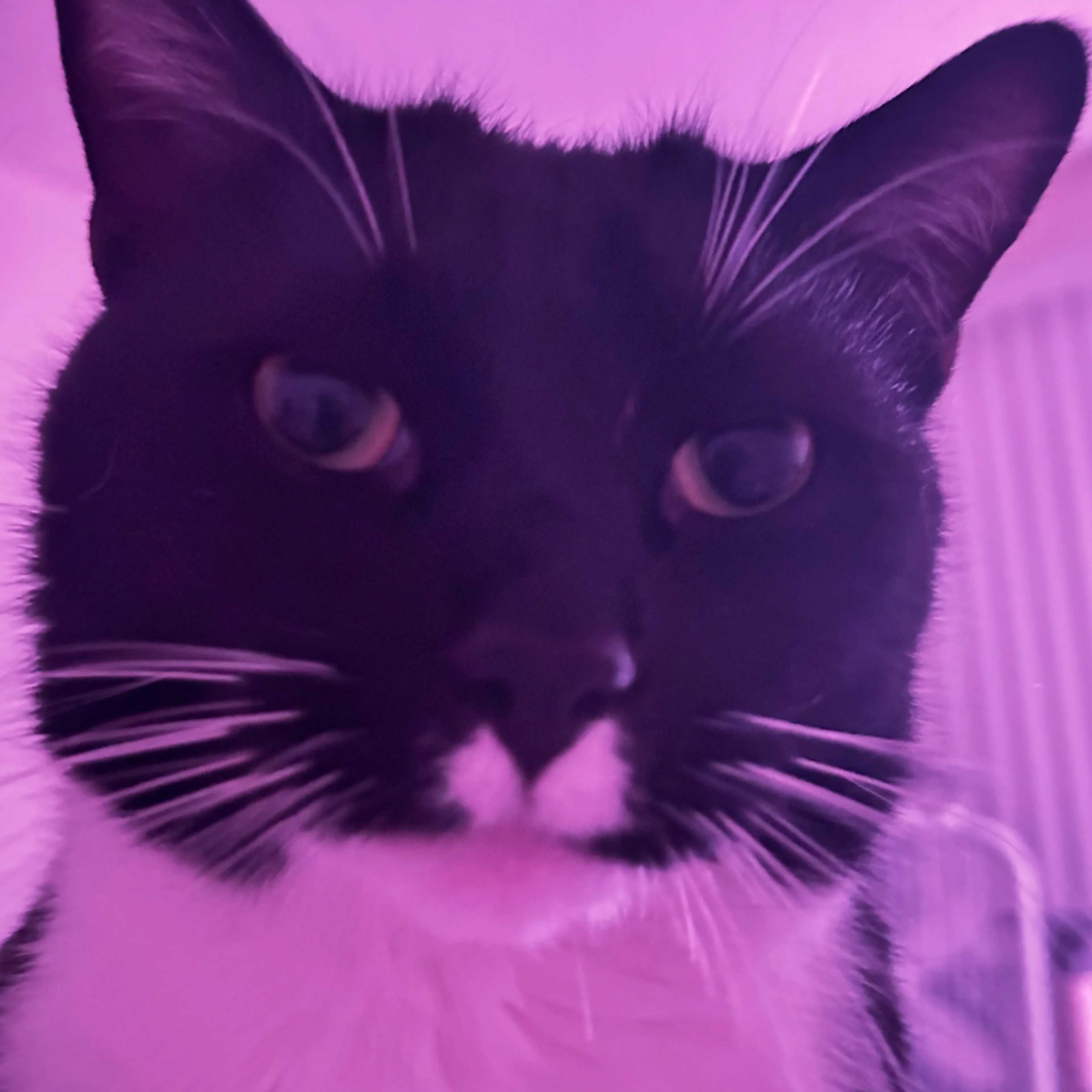 Lost pet-2