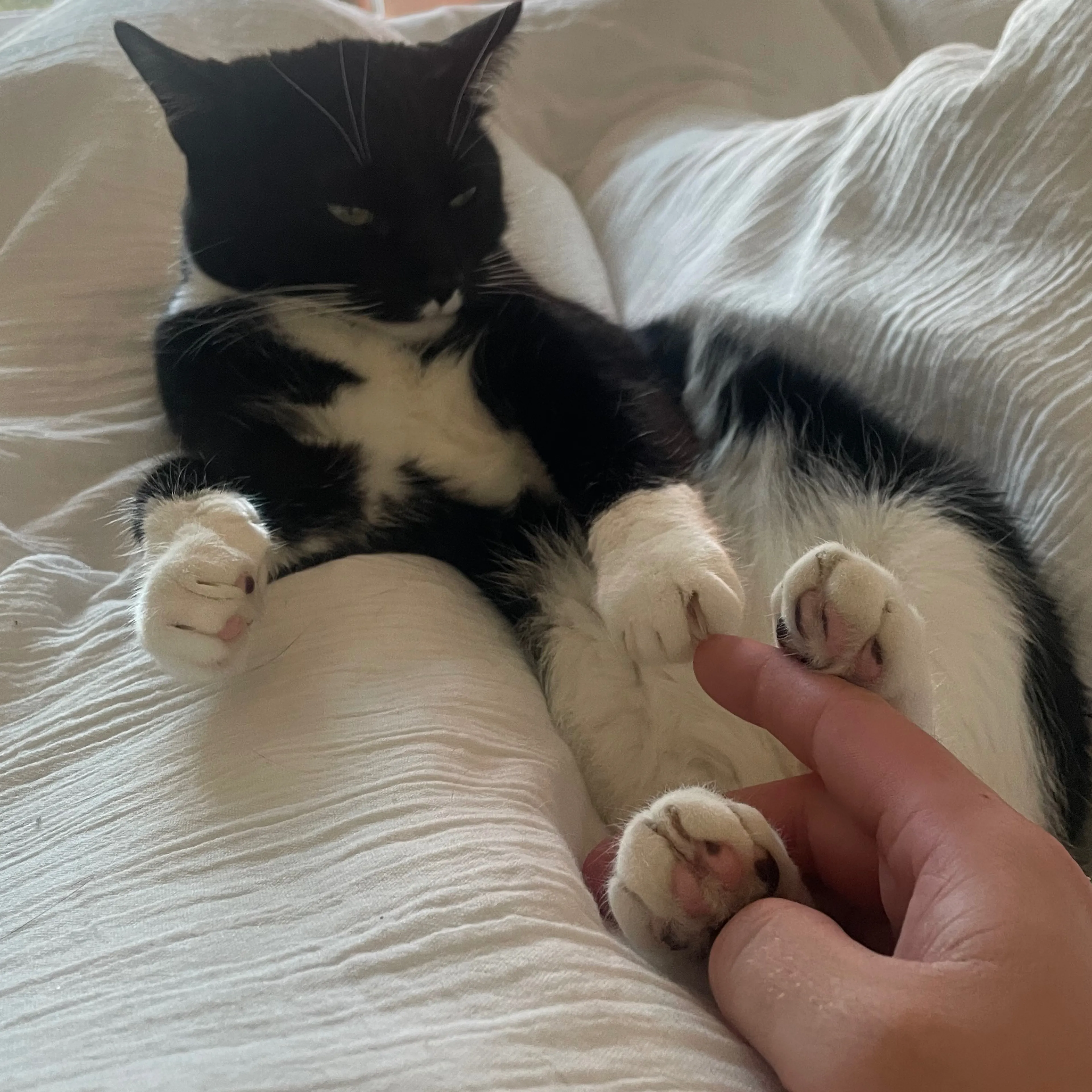 Lost pet-3