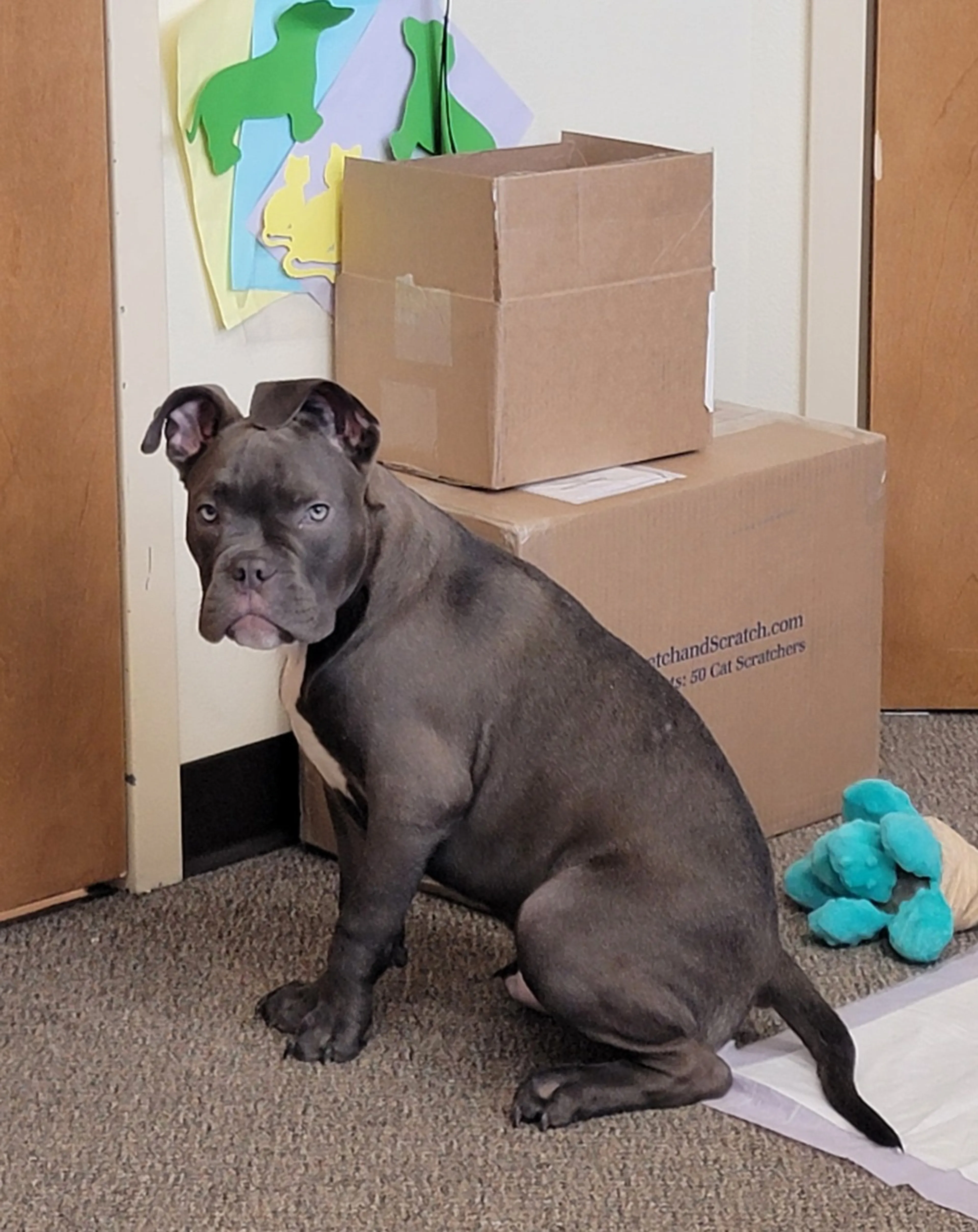 Found pet-2