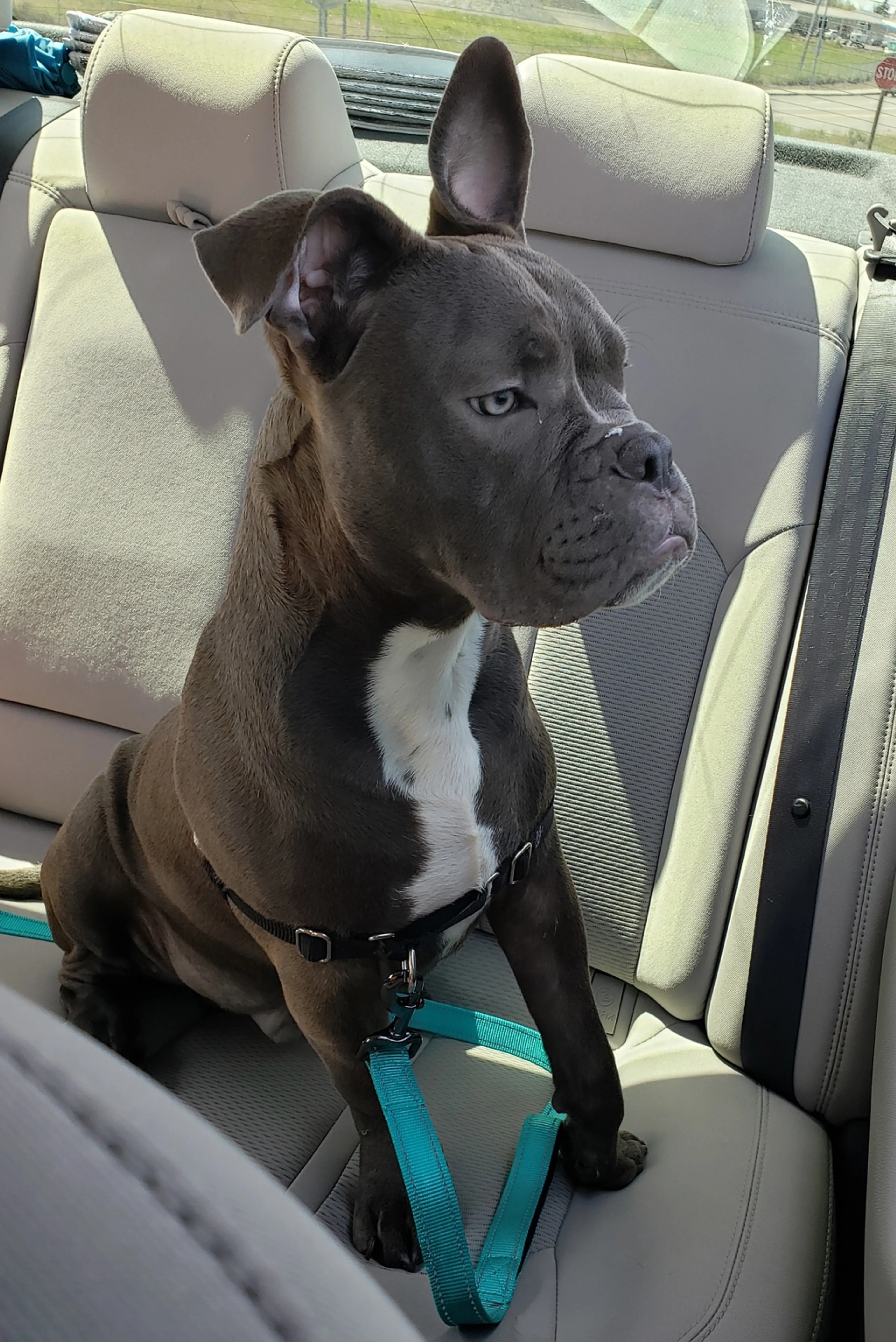 Found pet-1