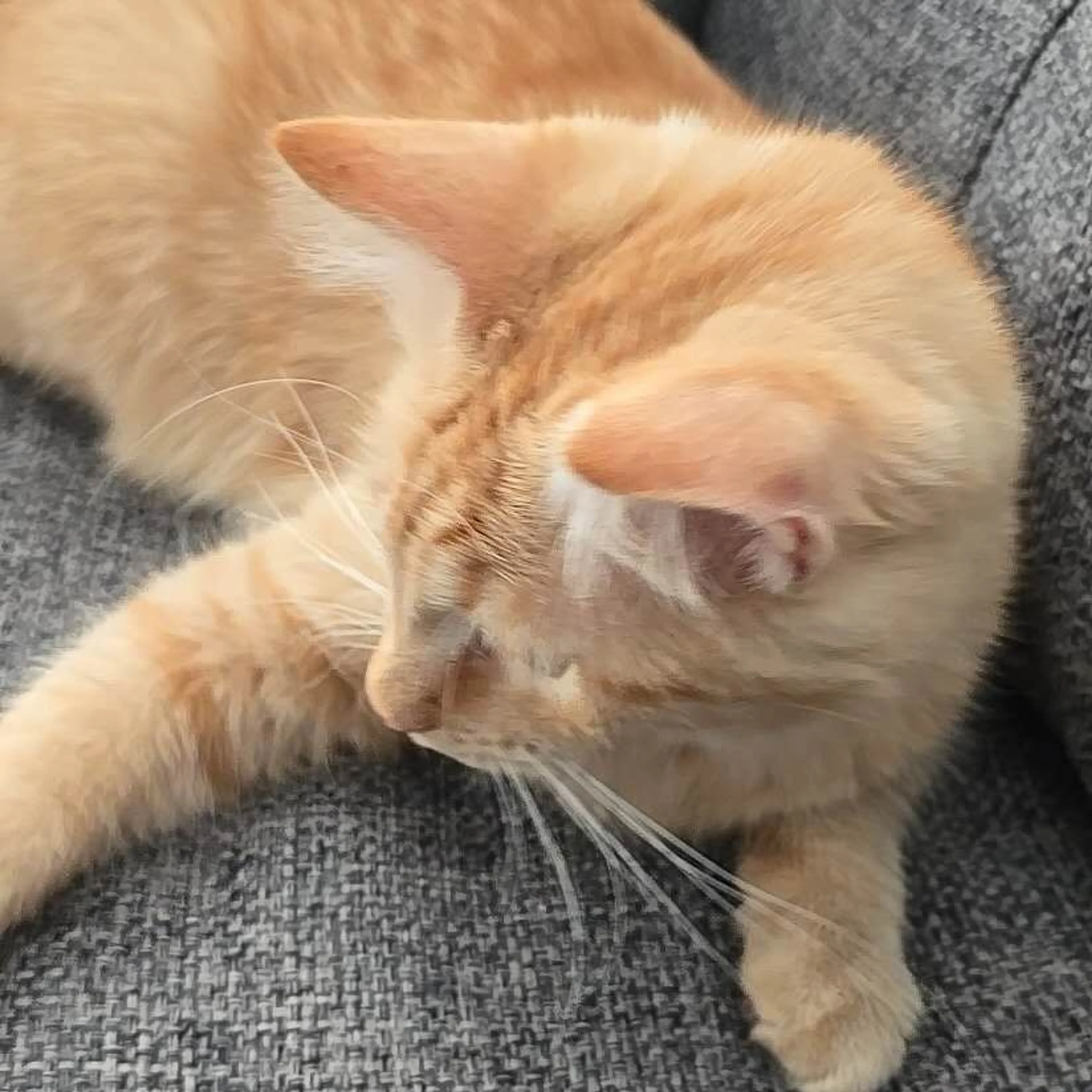 Lost pet-1
