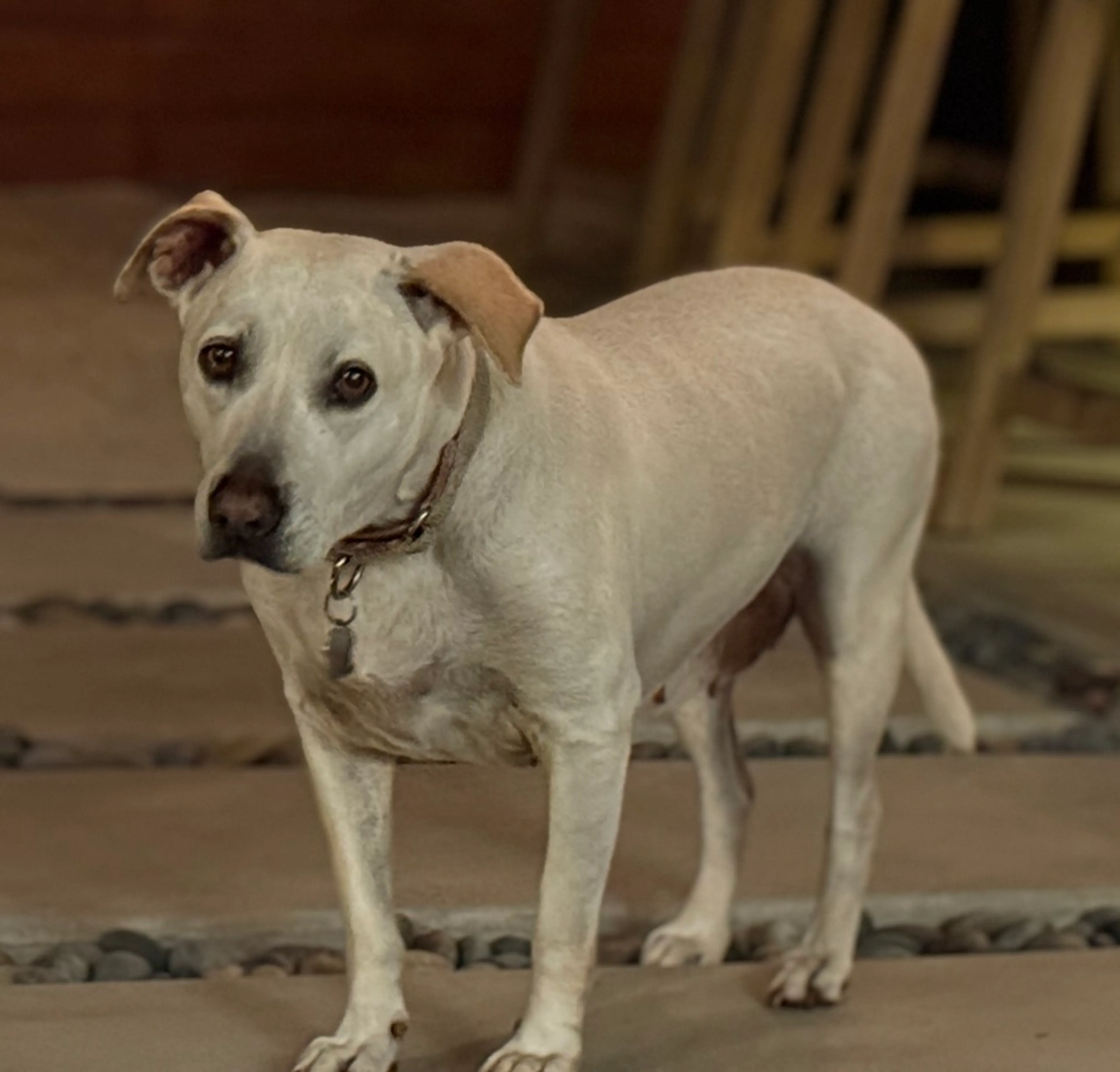 Found pet-4