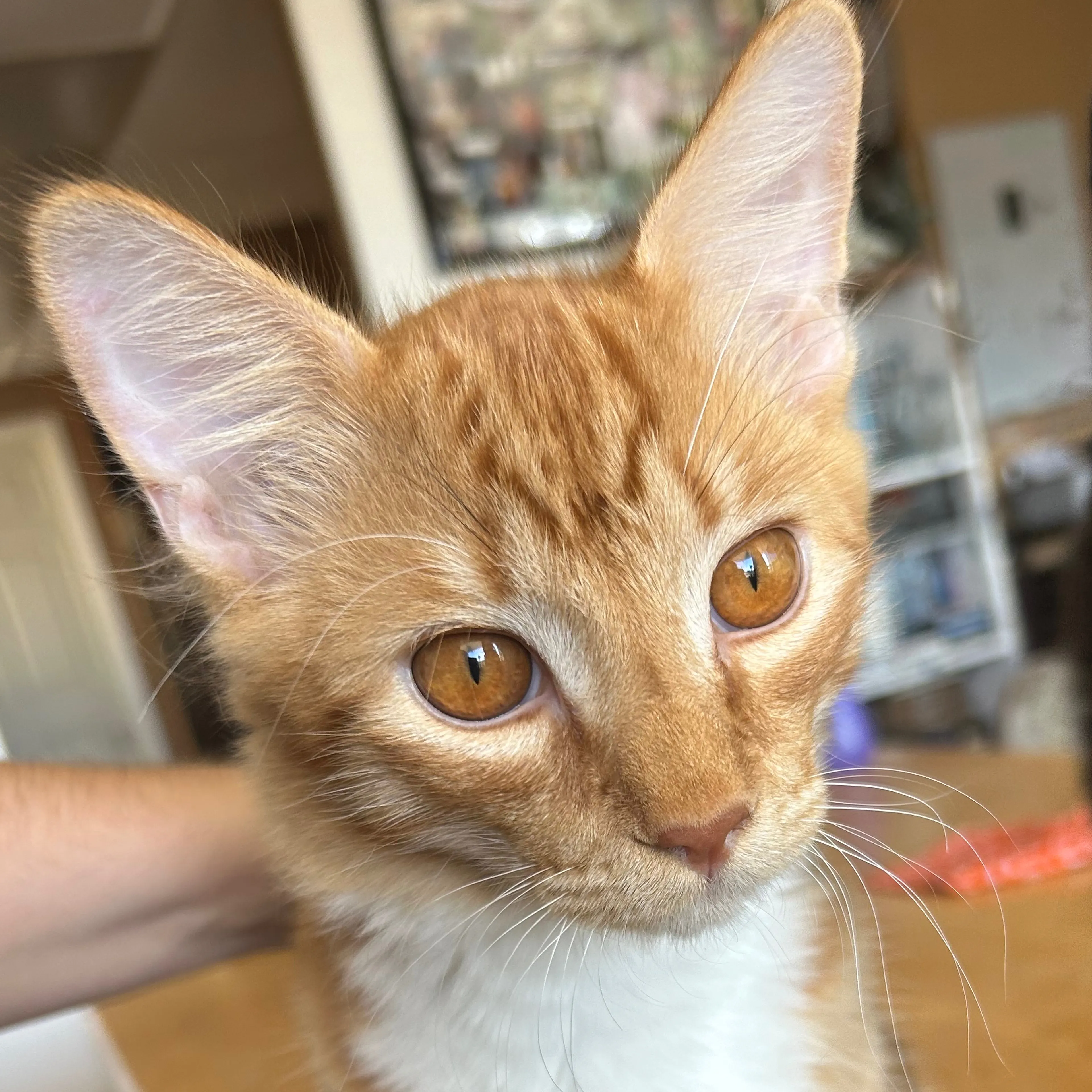 Lost pet-2