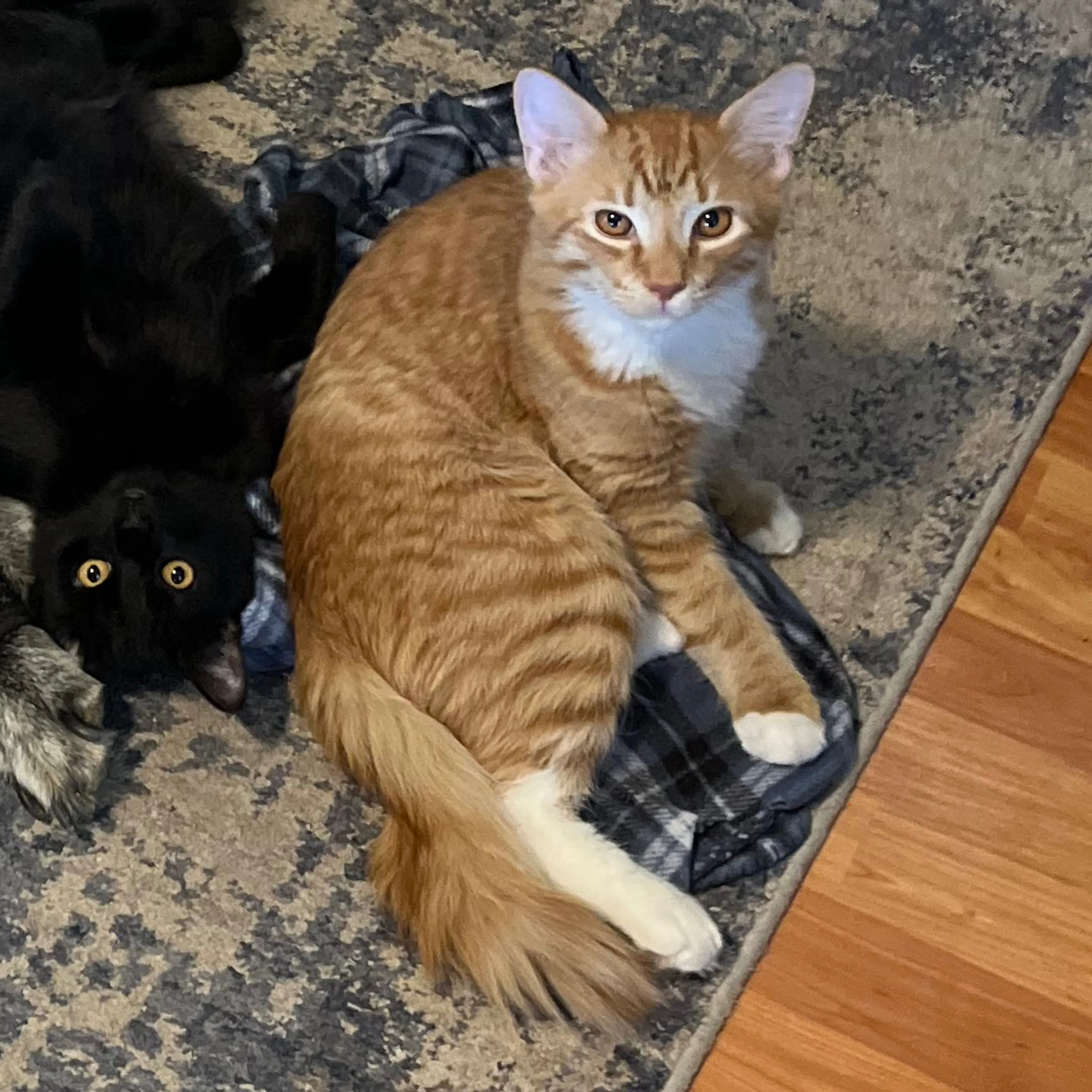 Lost pet-3