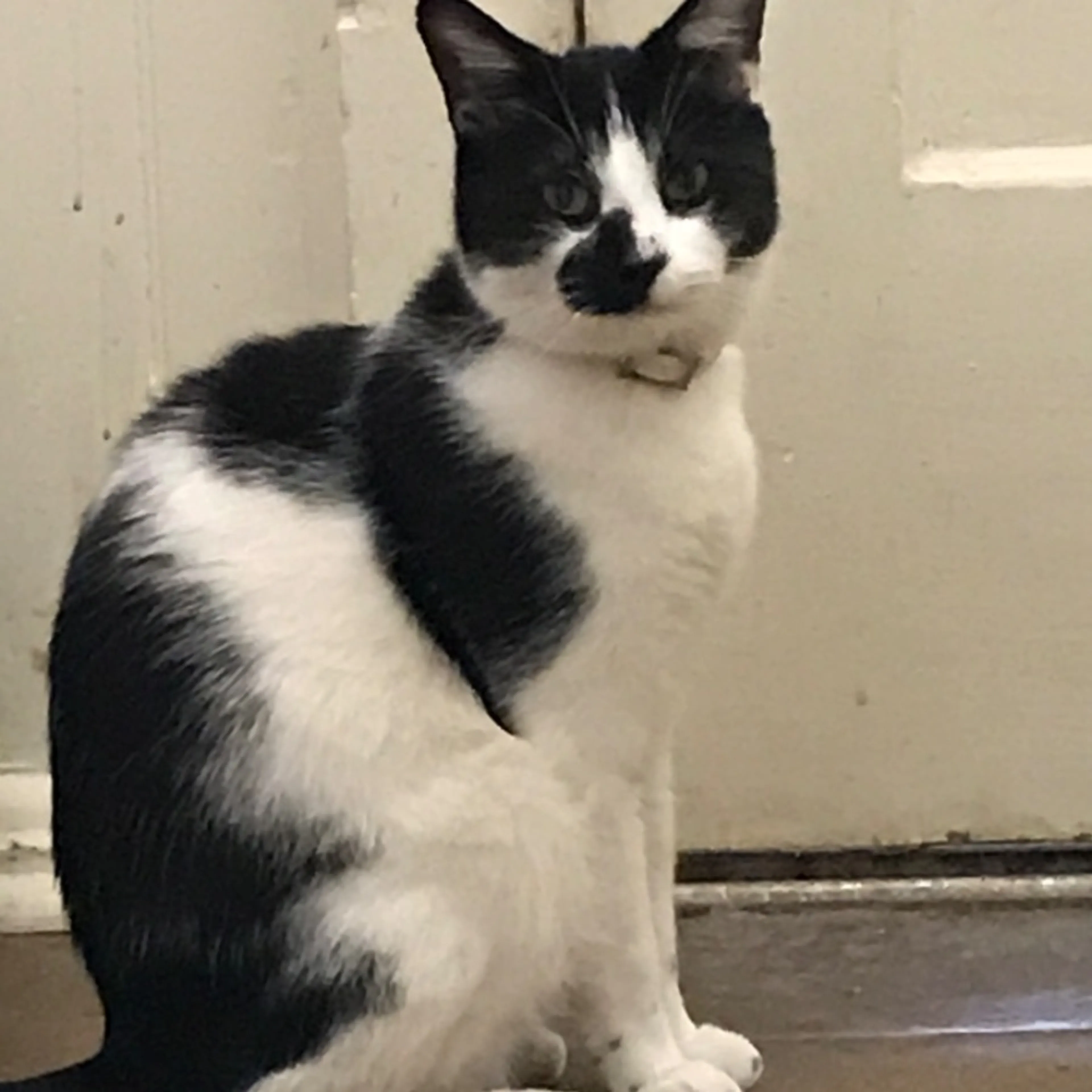Lost pet-0