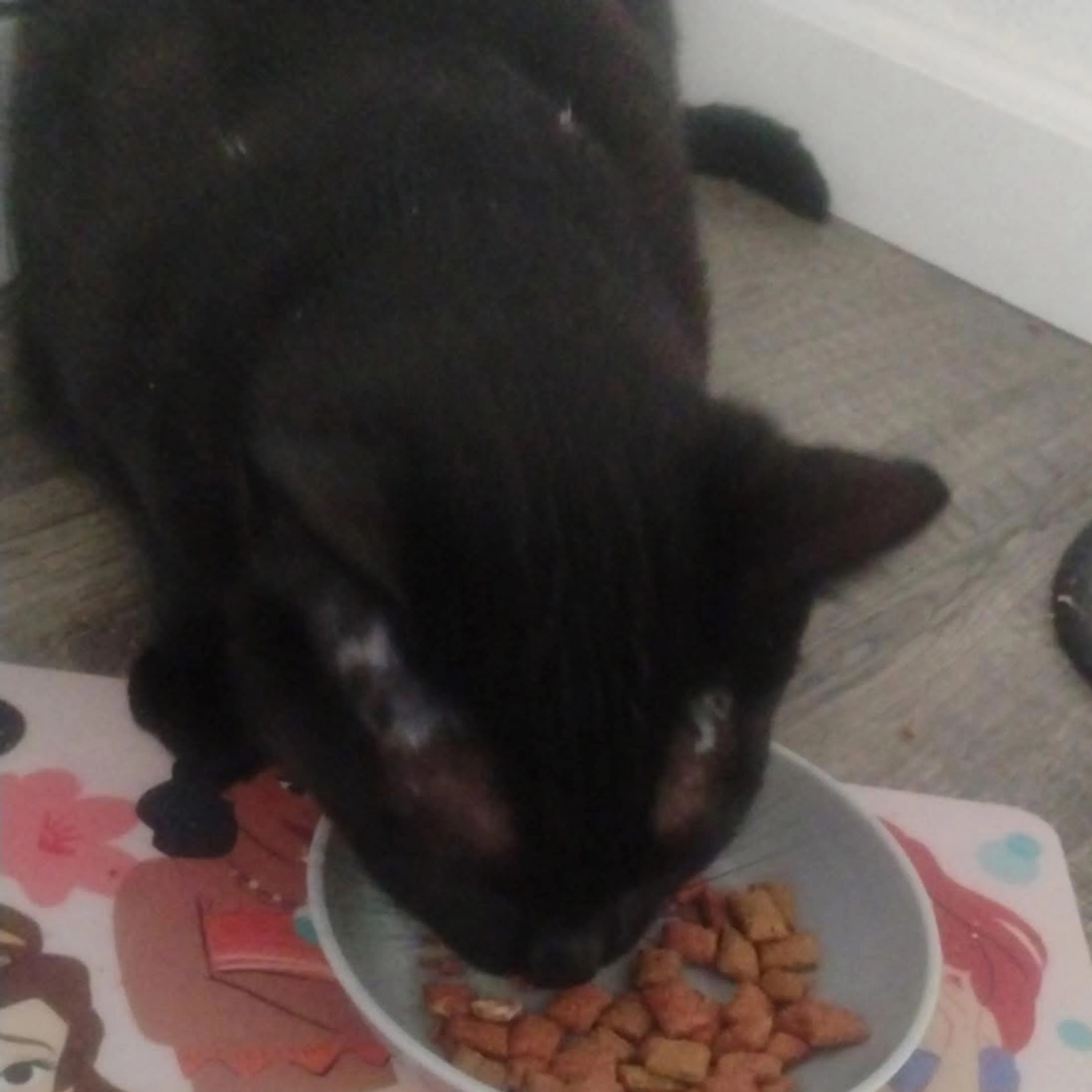 Lost pet-1