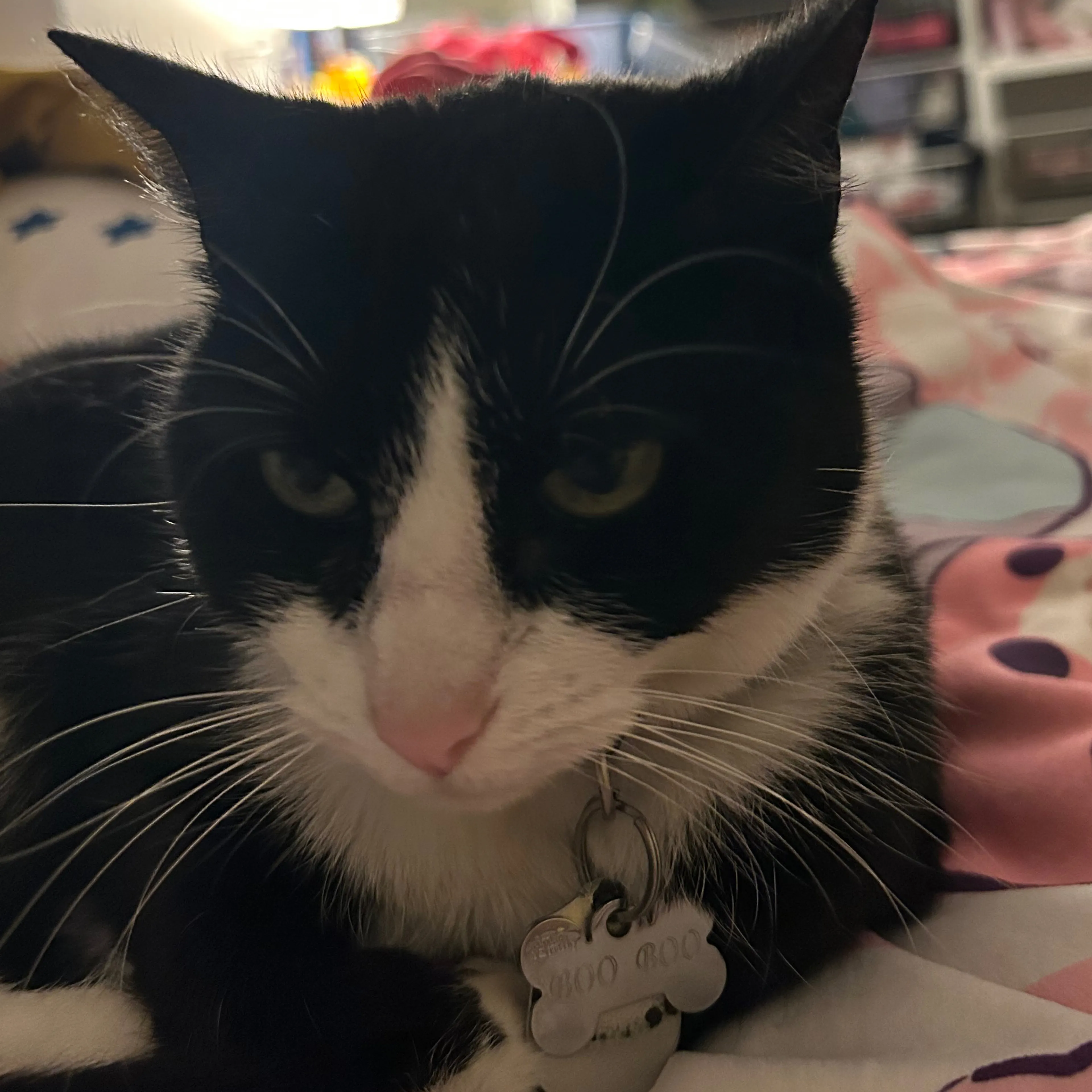 Lost pet-2