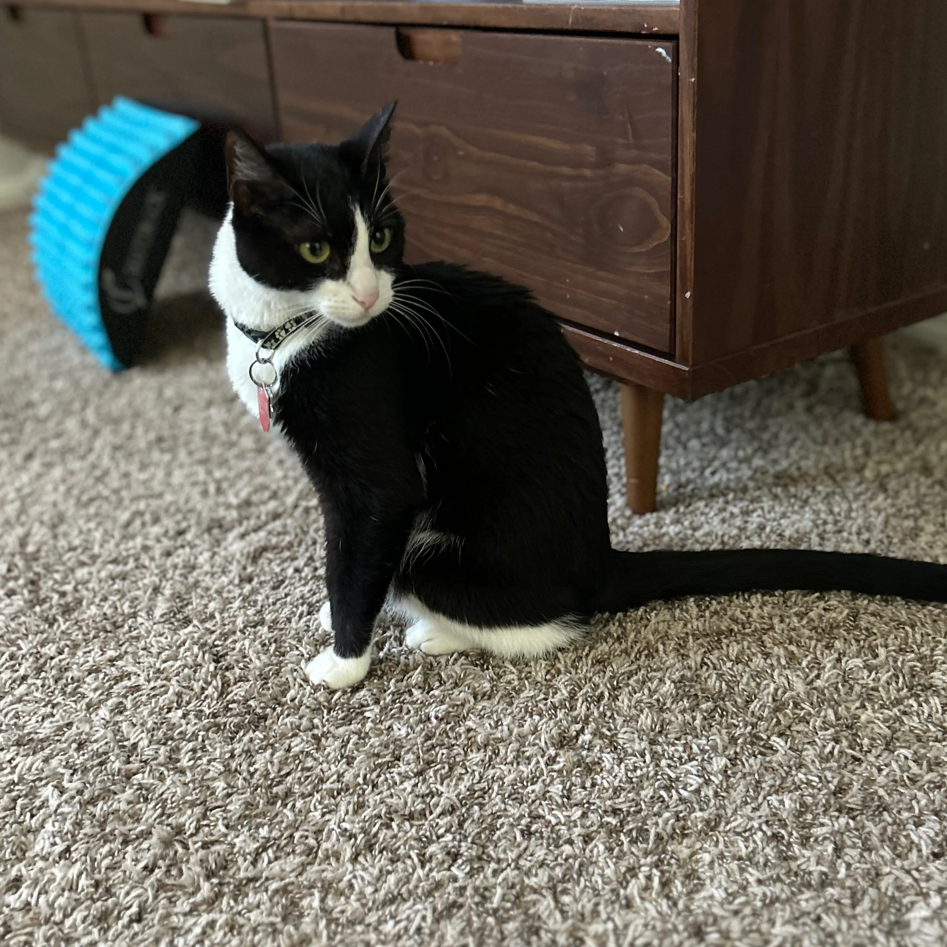 Lost pet-3