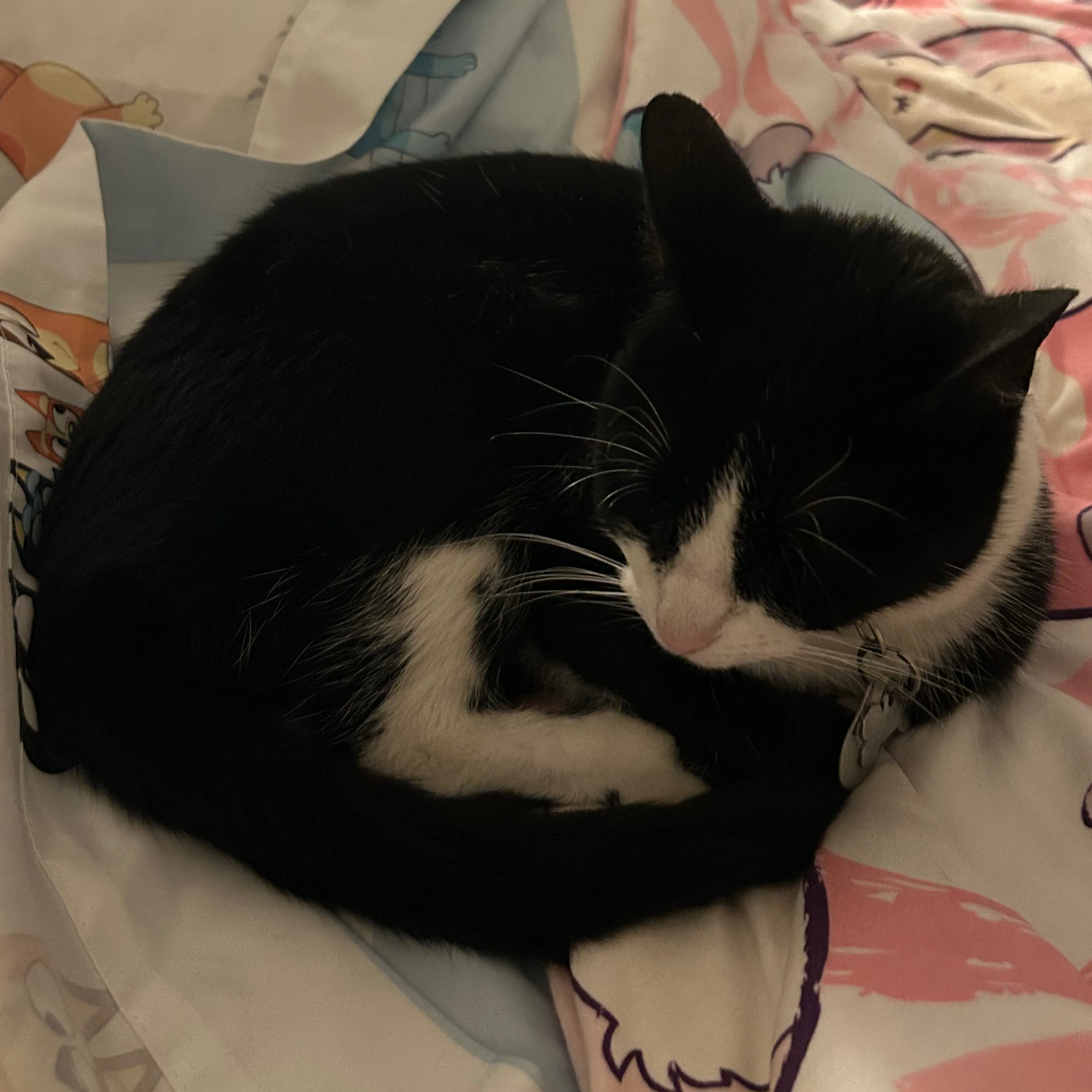 Lost pet-1