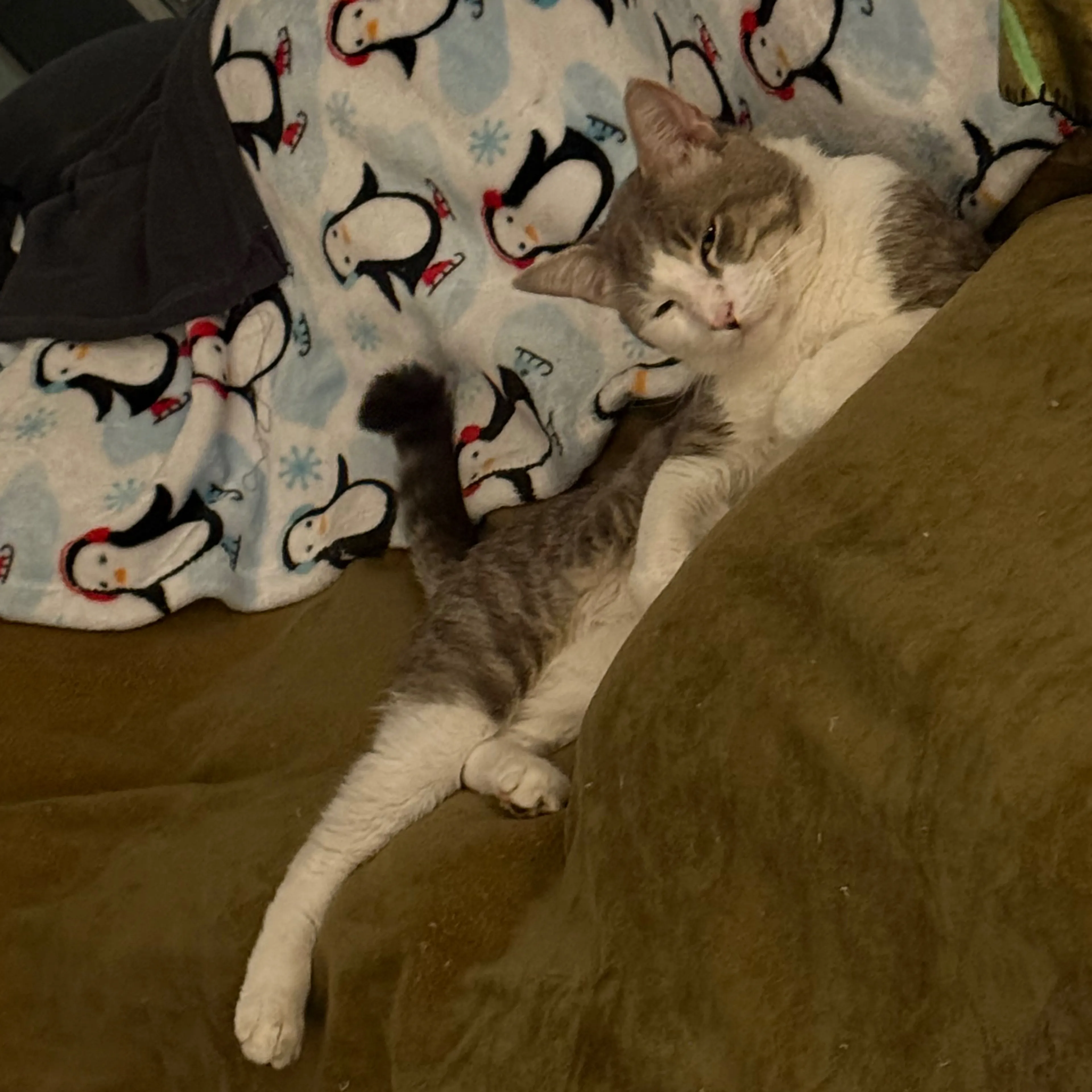 cdn image