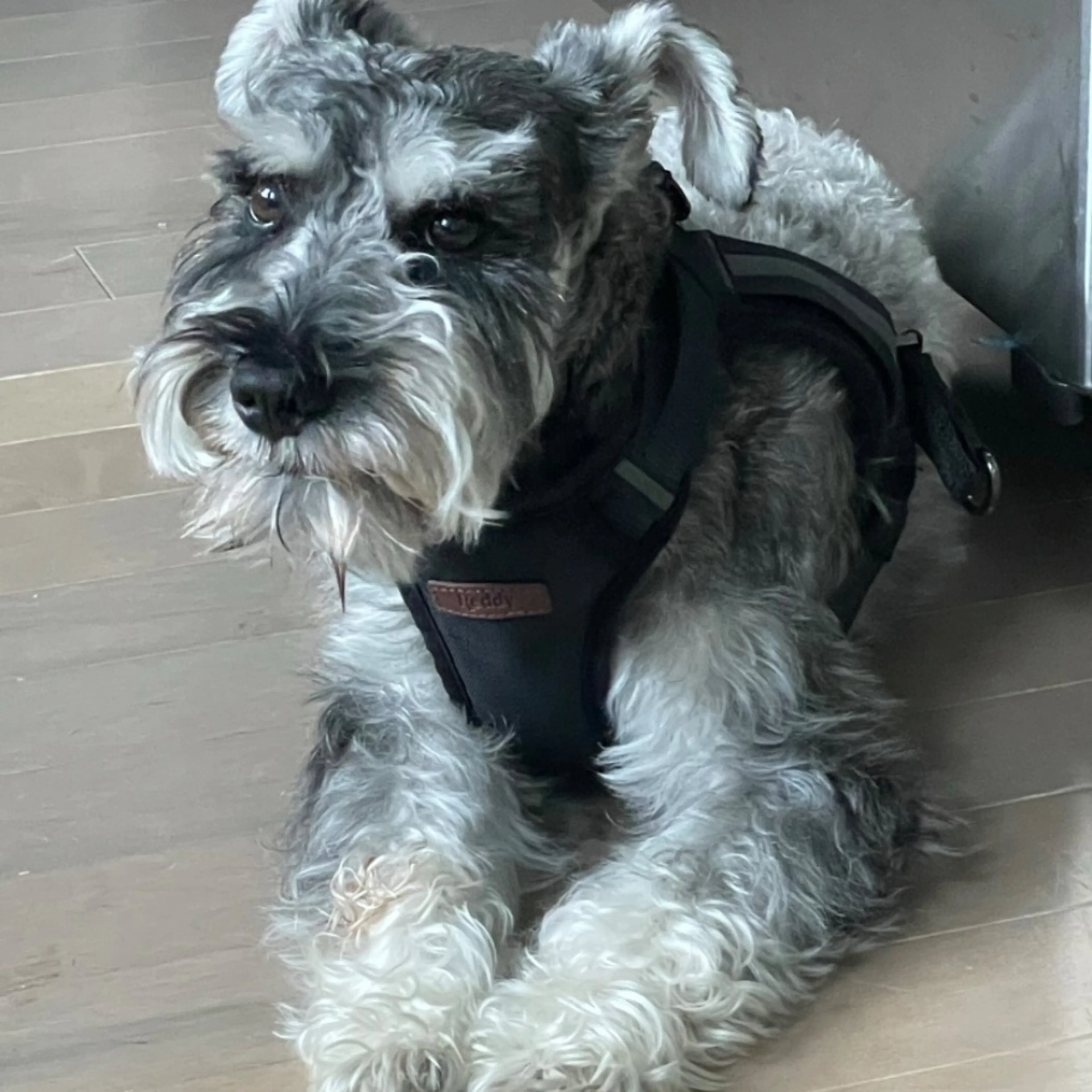 Lost pet-0