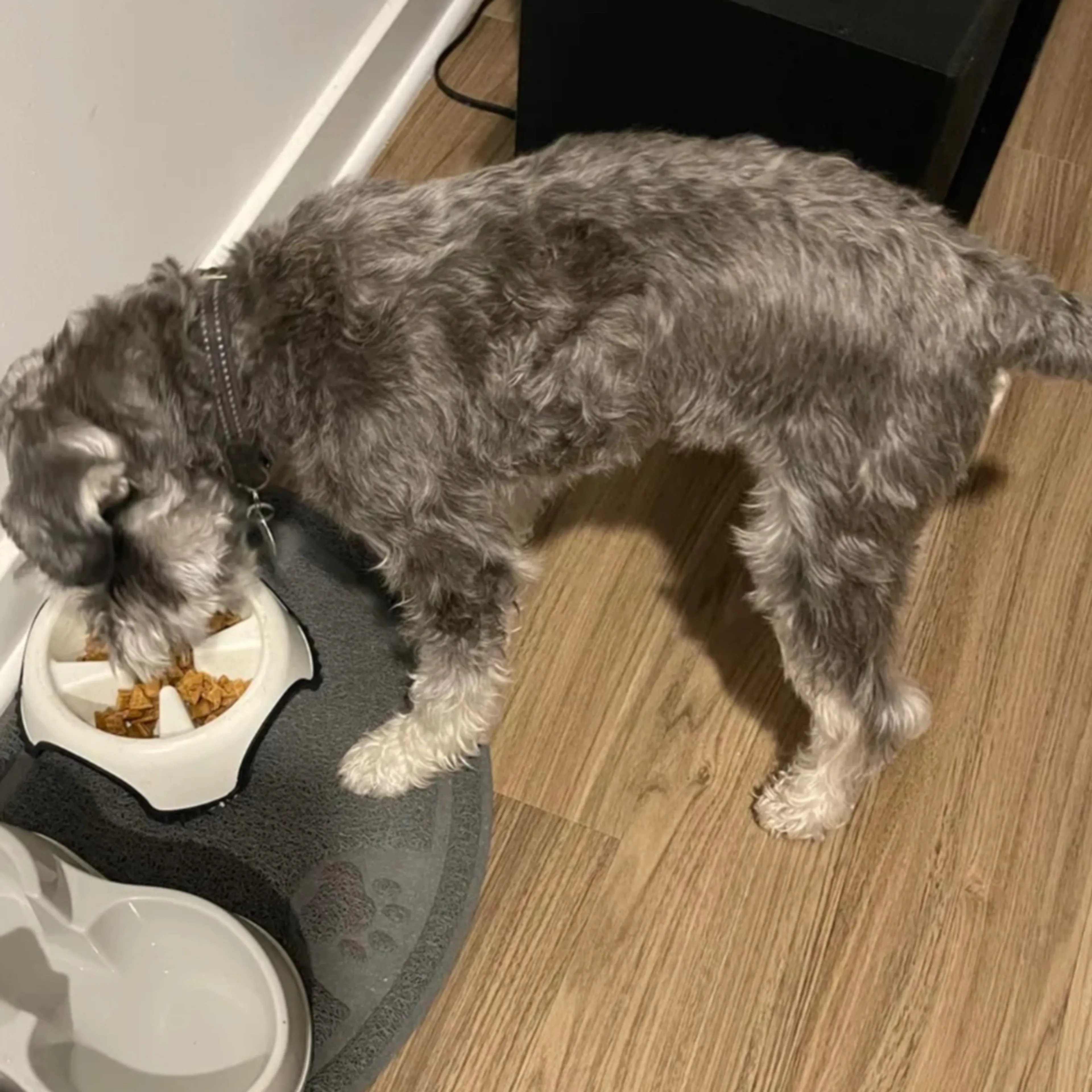 Lost pet-1