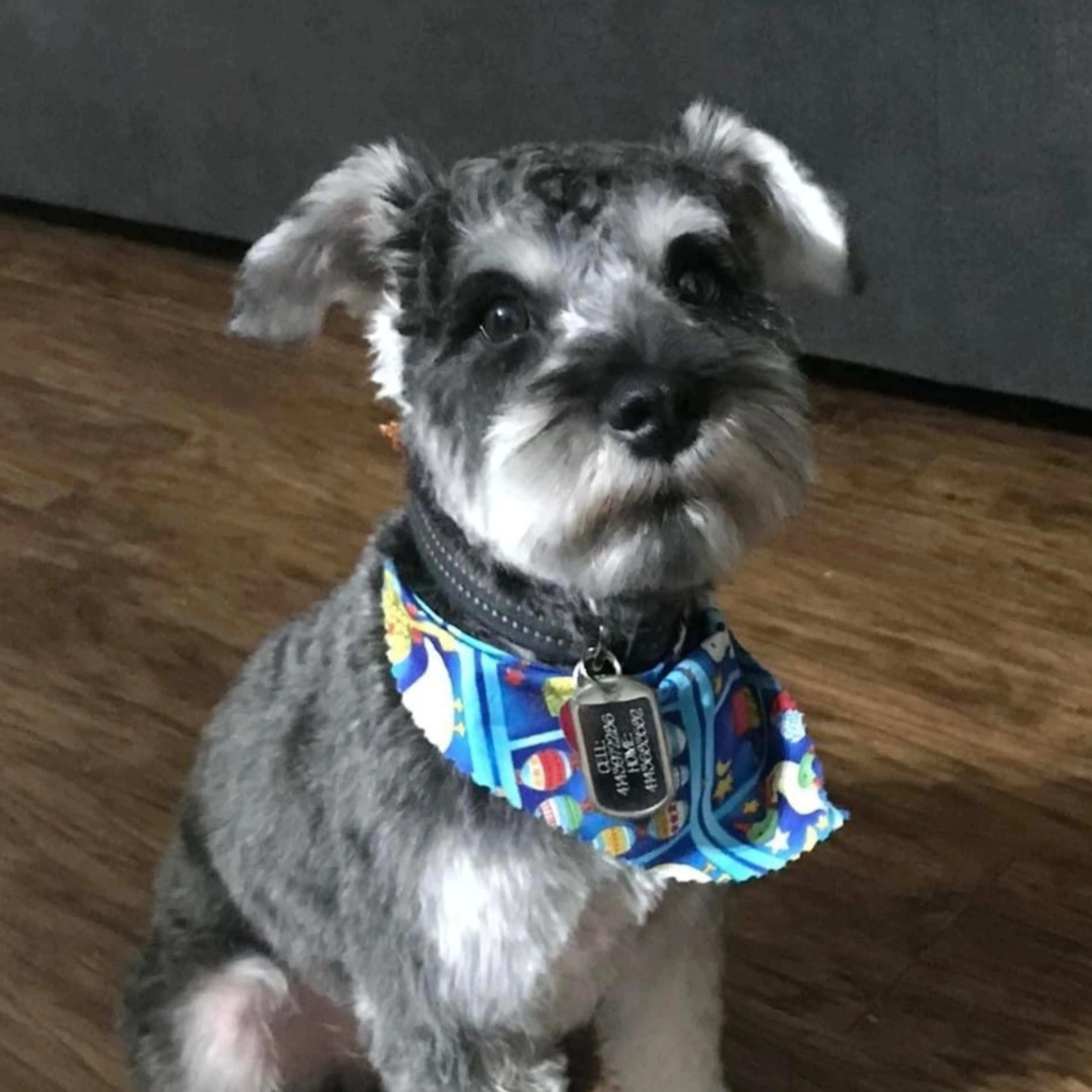 Lost pet-2