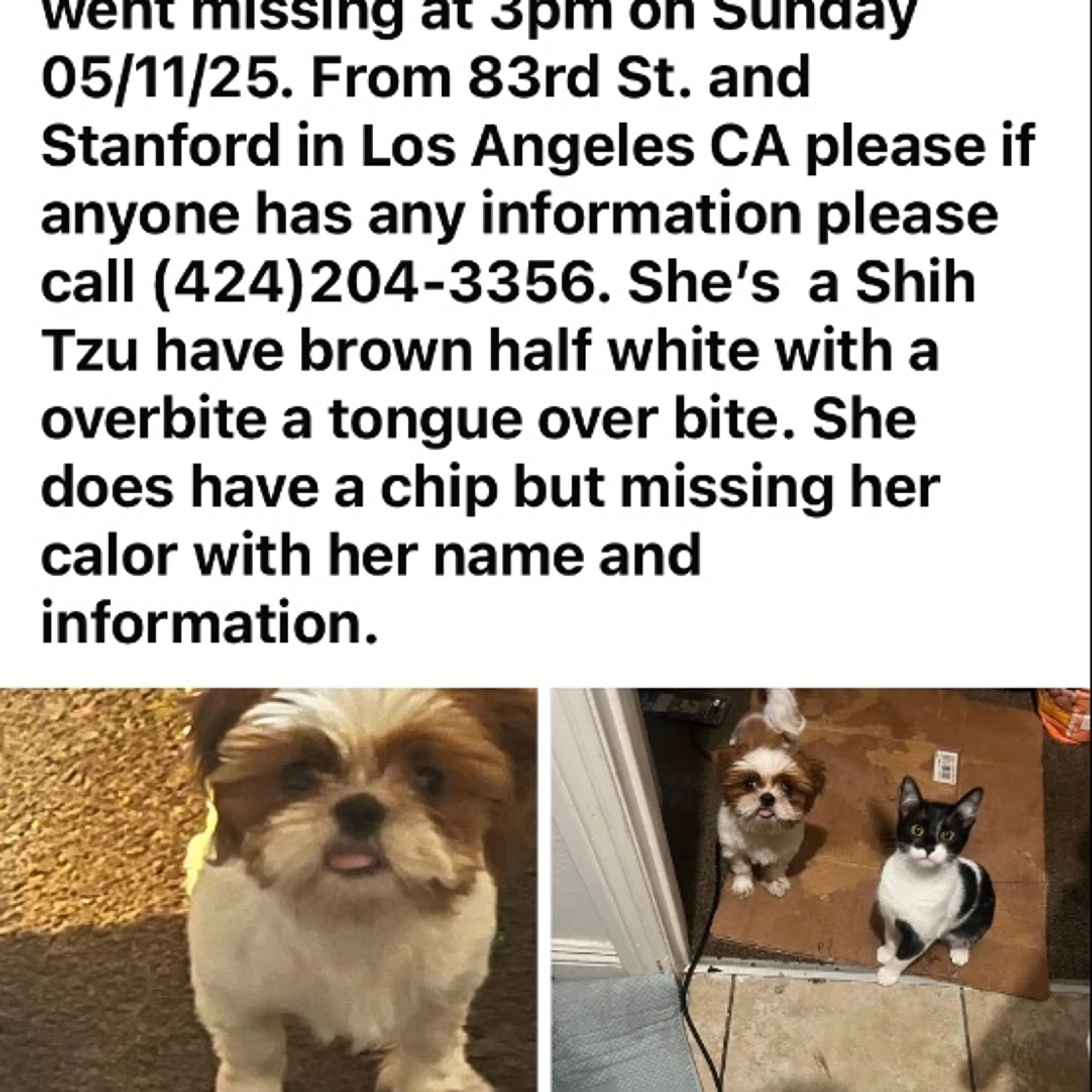 Lost pet