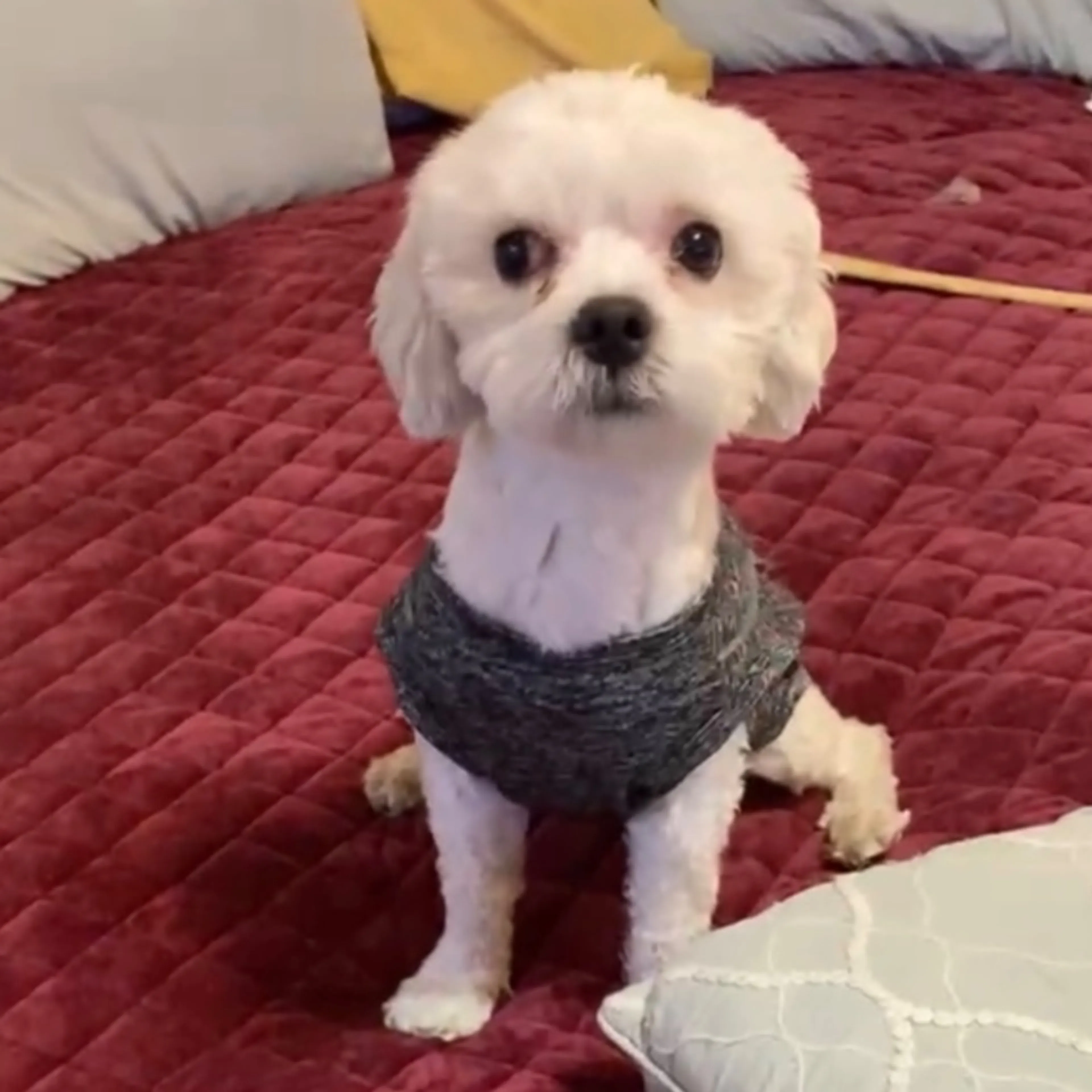 Lost pet