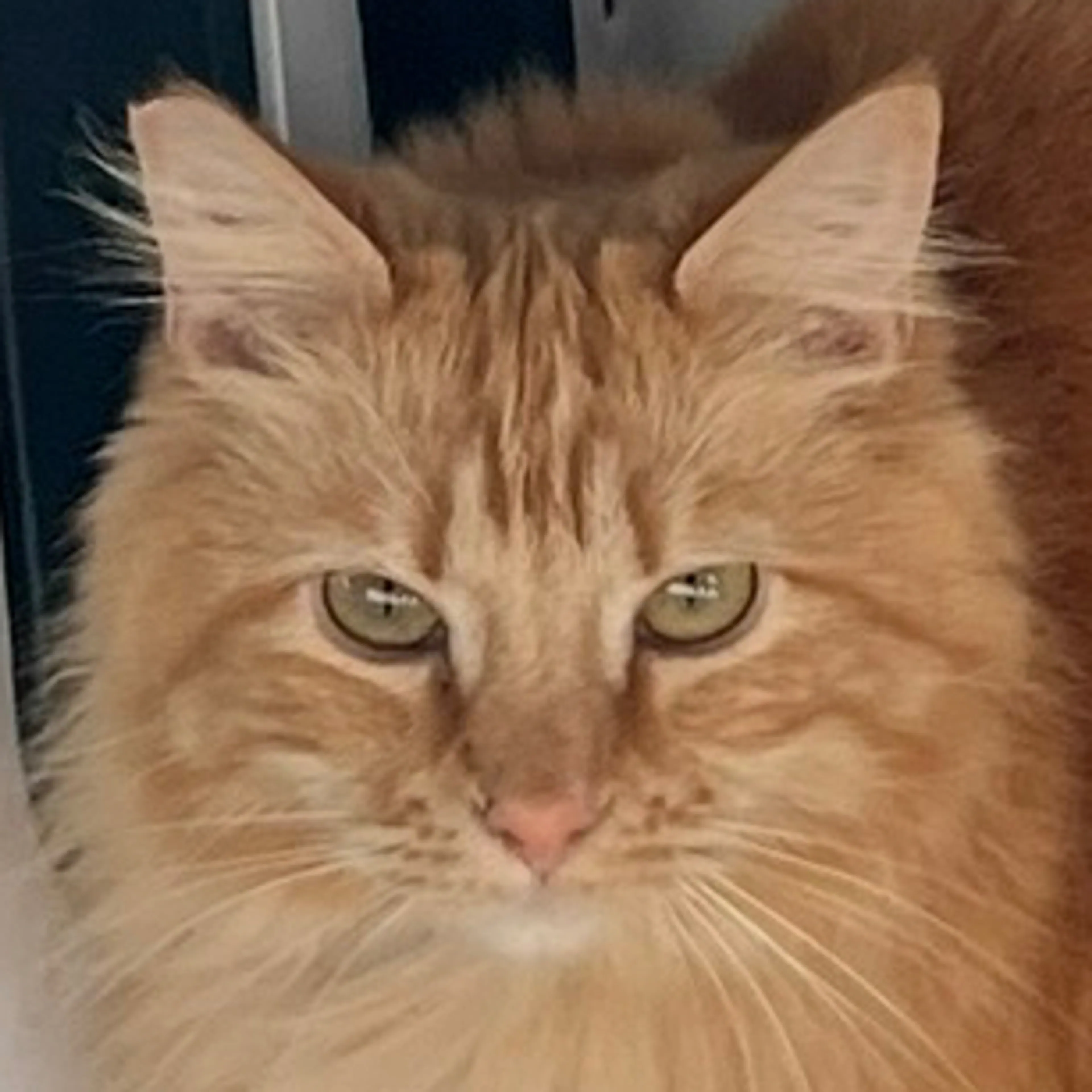 cdn image