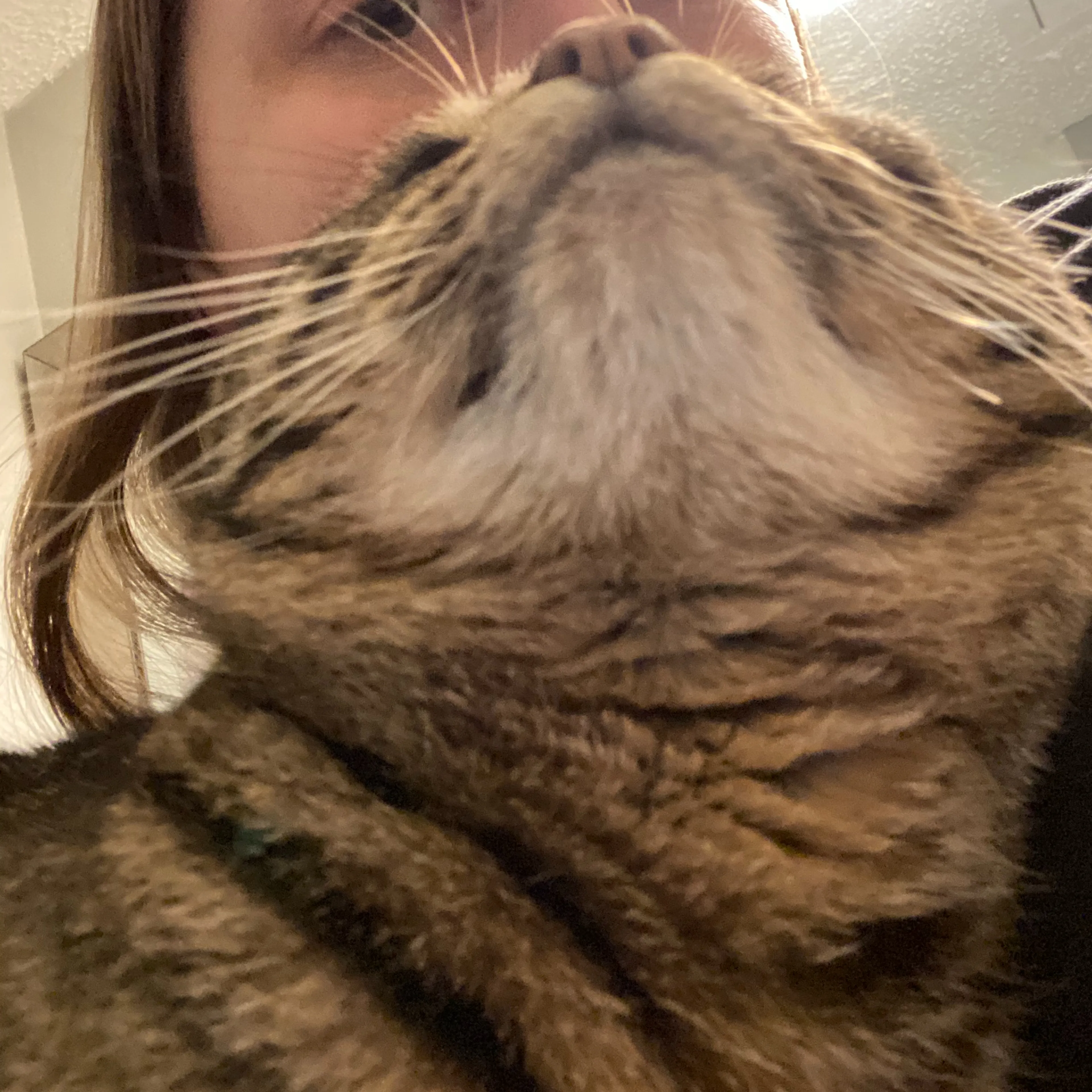 Lost pet-2