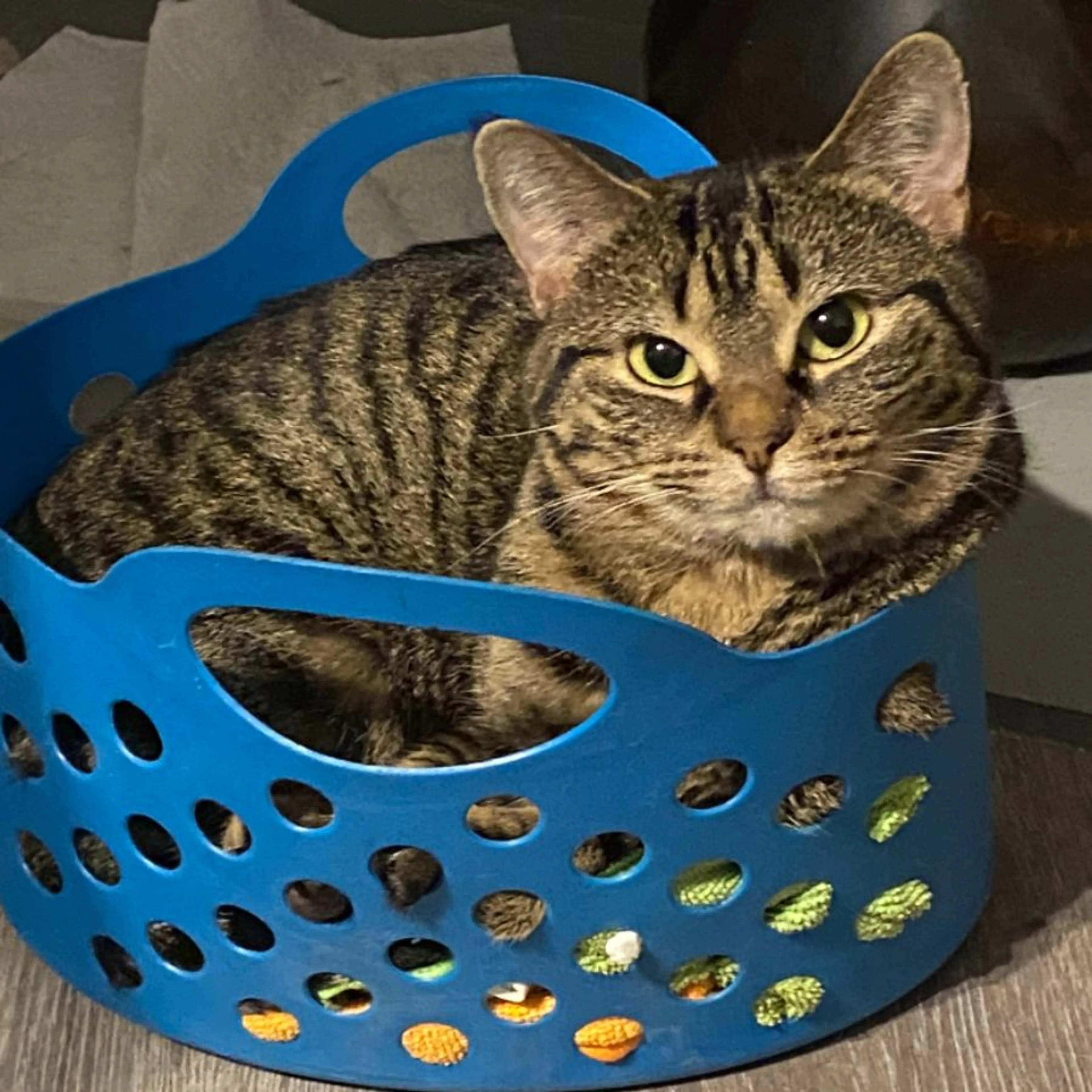 Lost pet-0