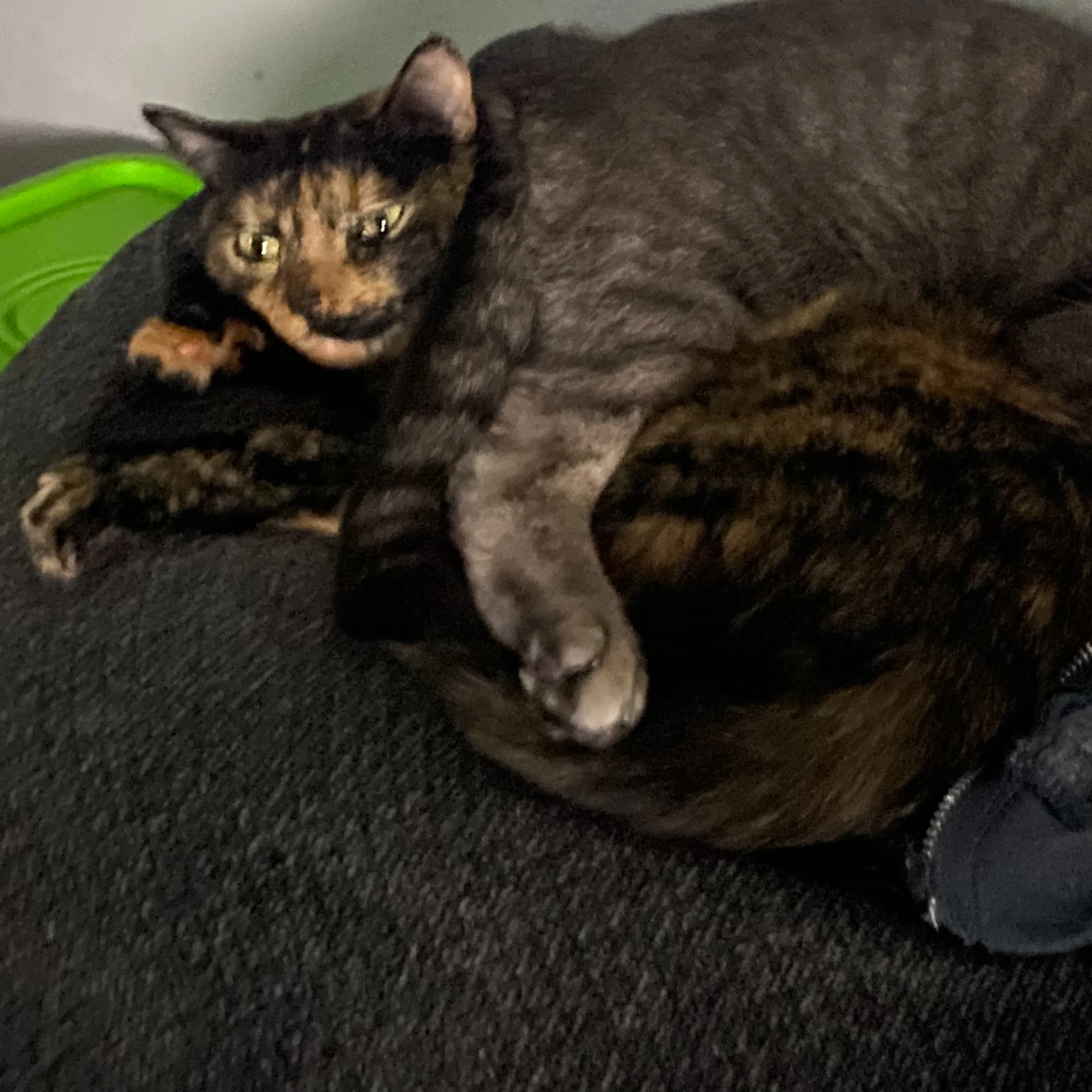 Lost pet-0