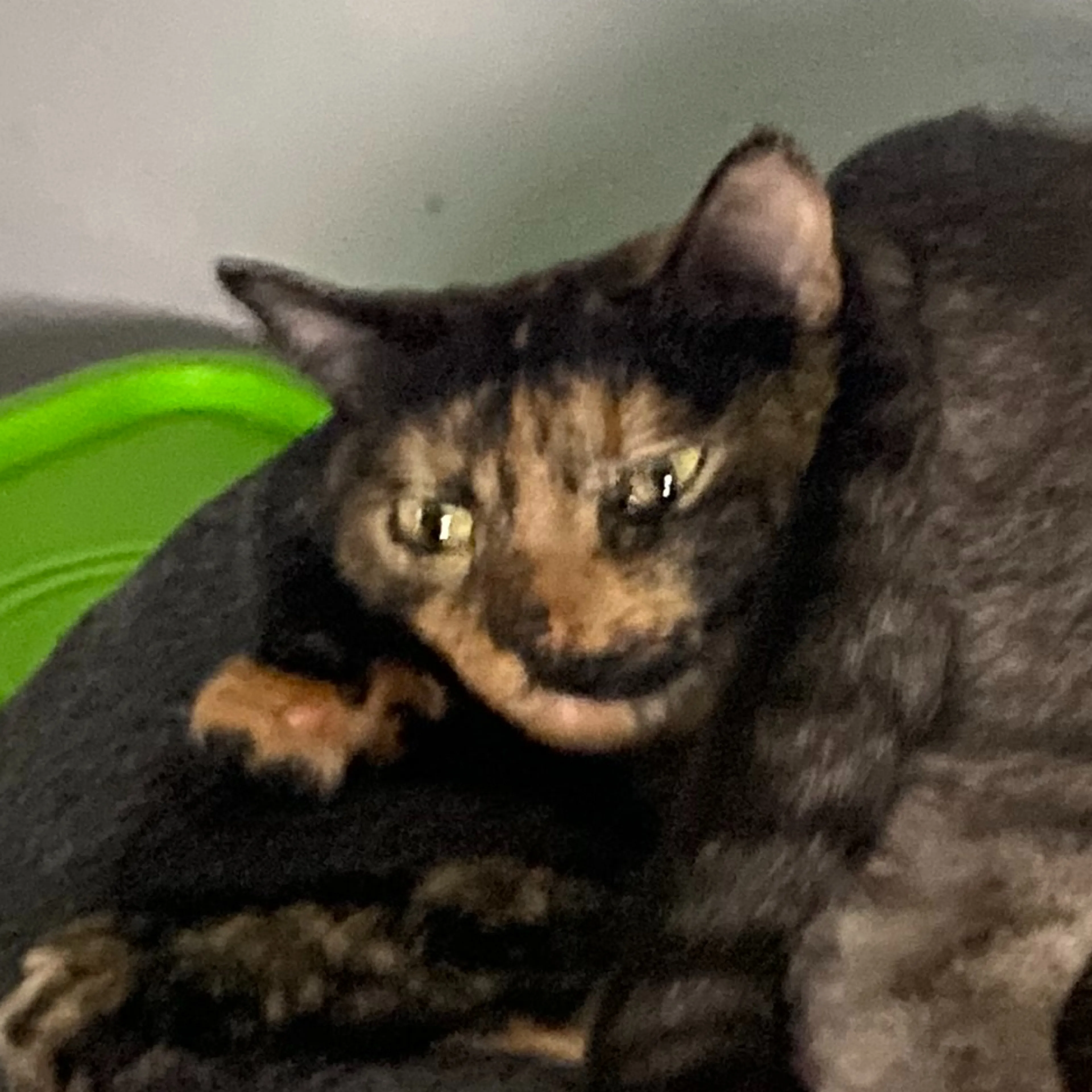 Lost pet-2
