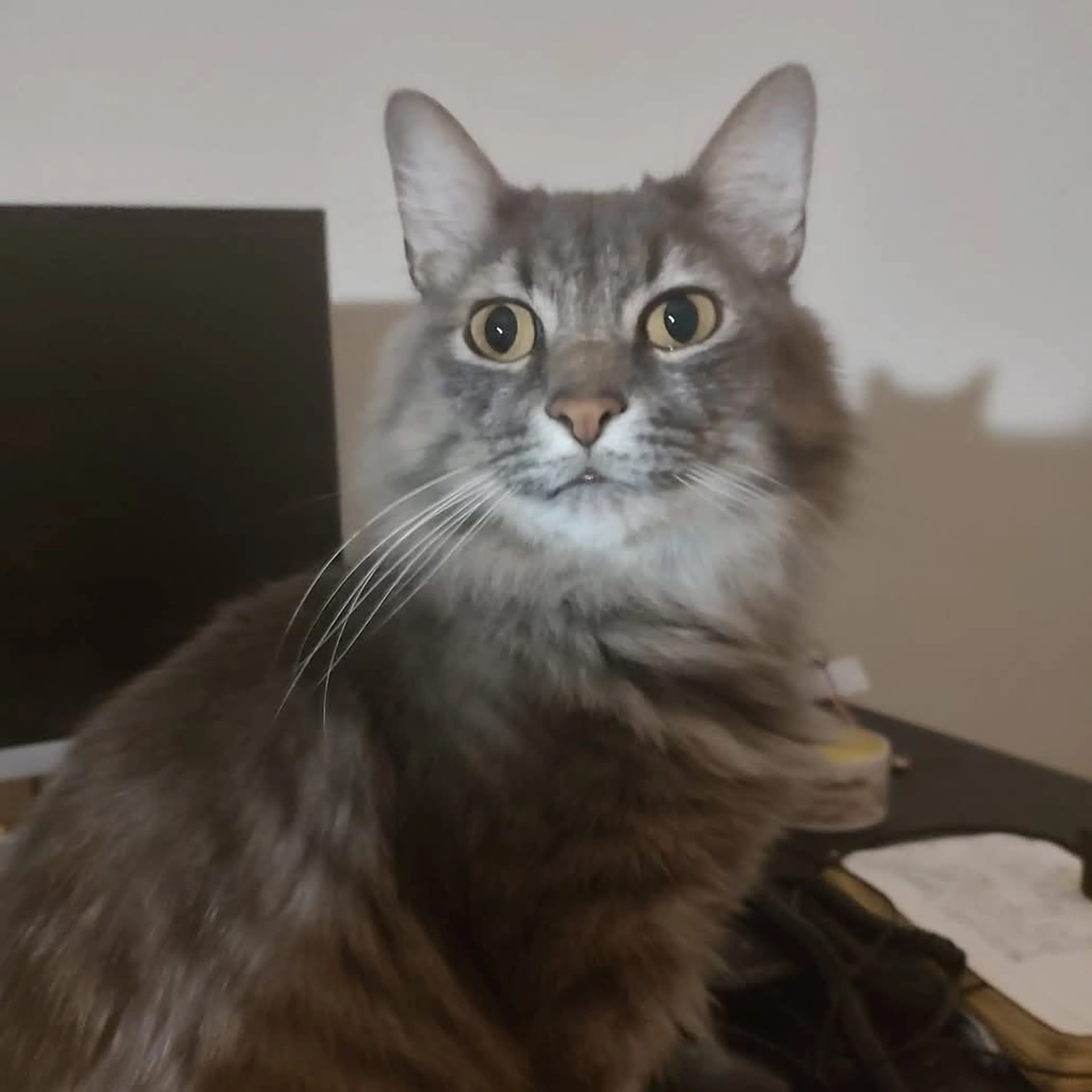 Lost pet-3
