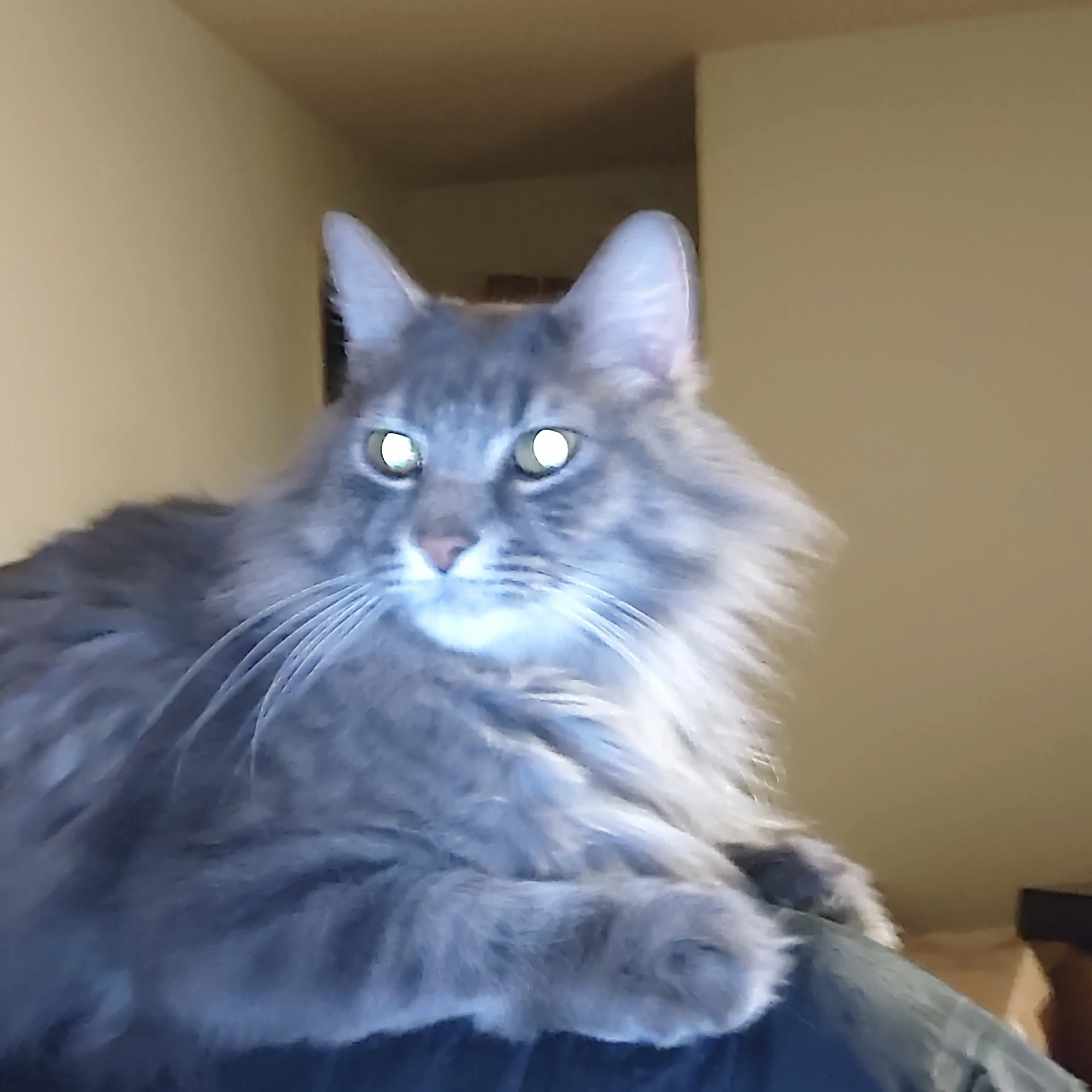 Lost pet-2