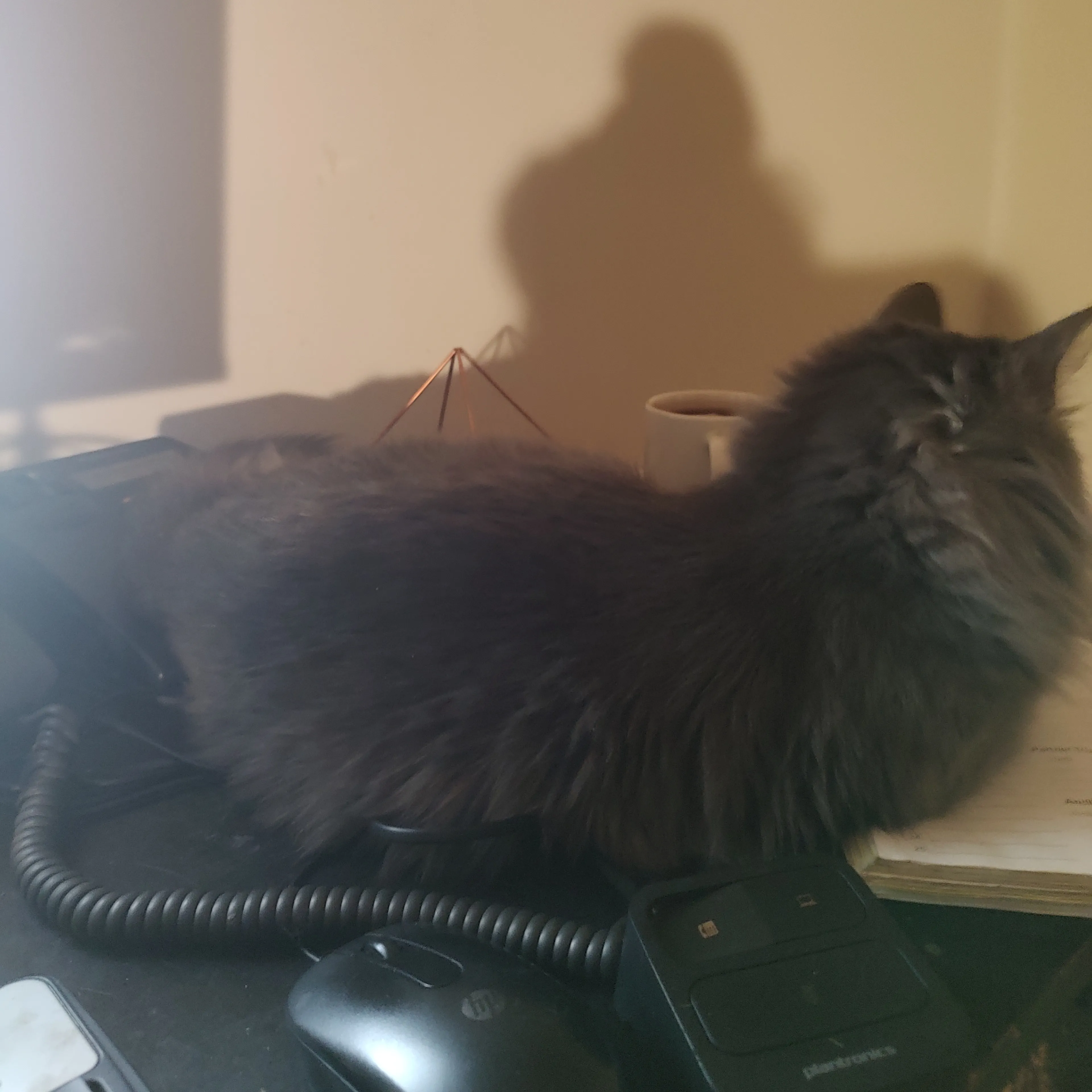 Lost pet-1