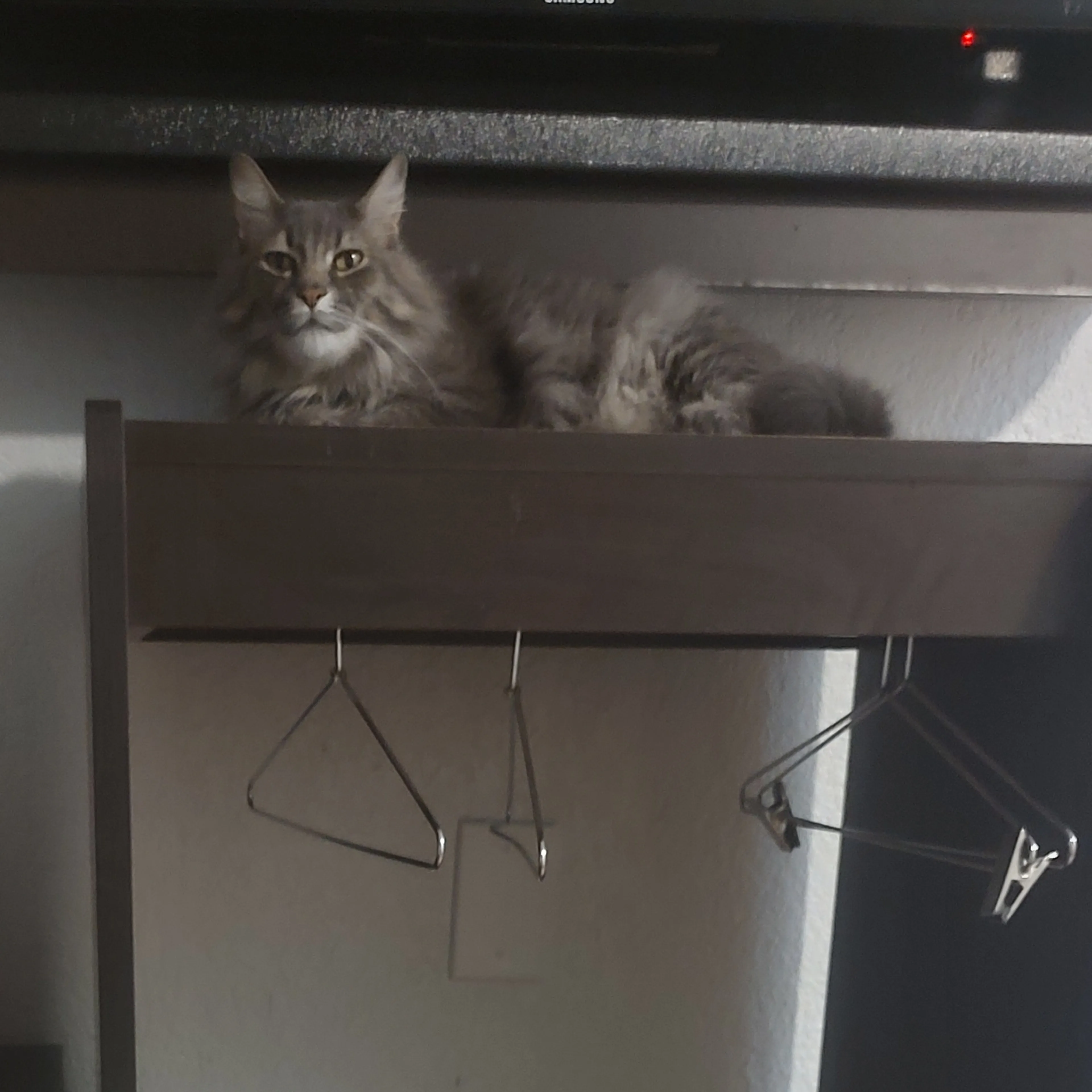 Lost pet-0