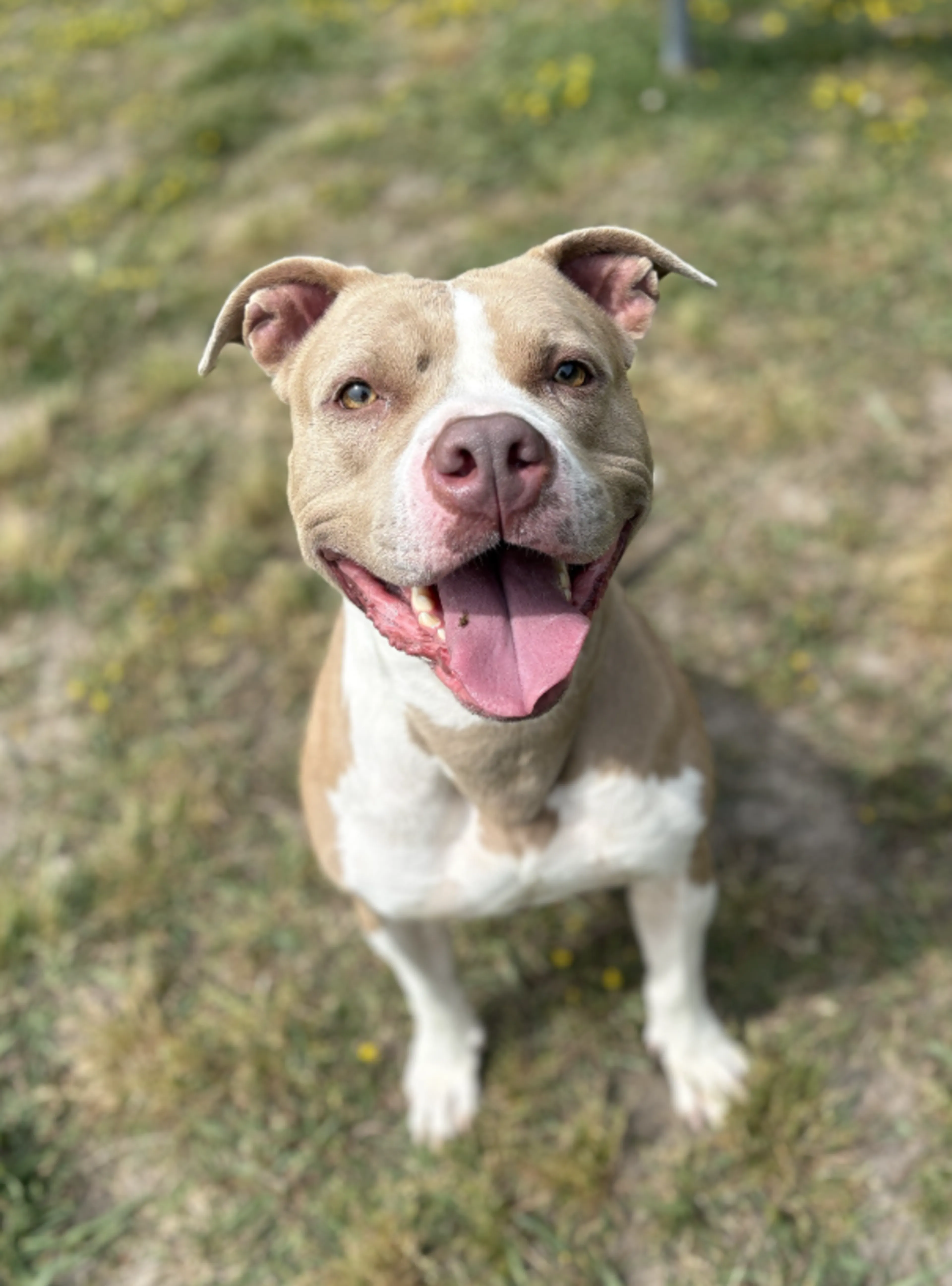 Found pet-4